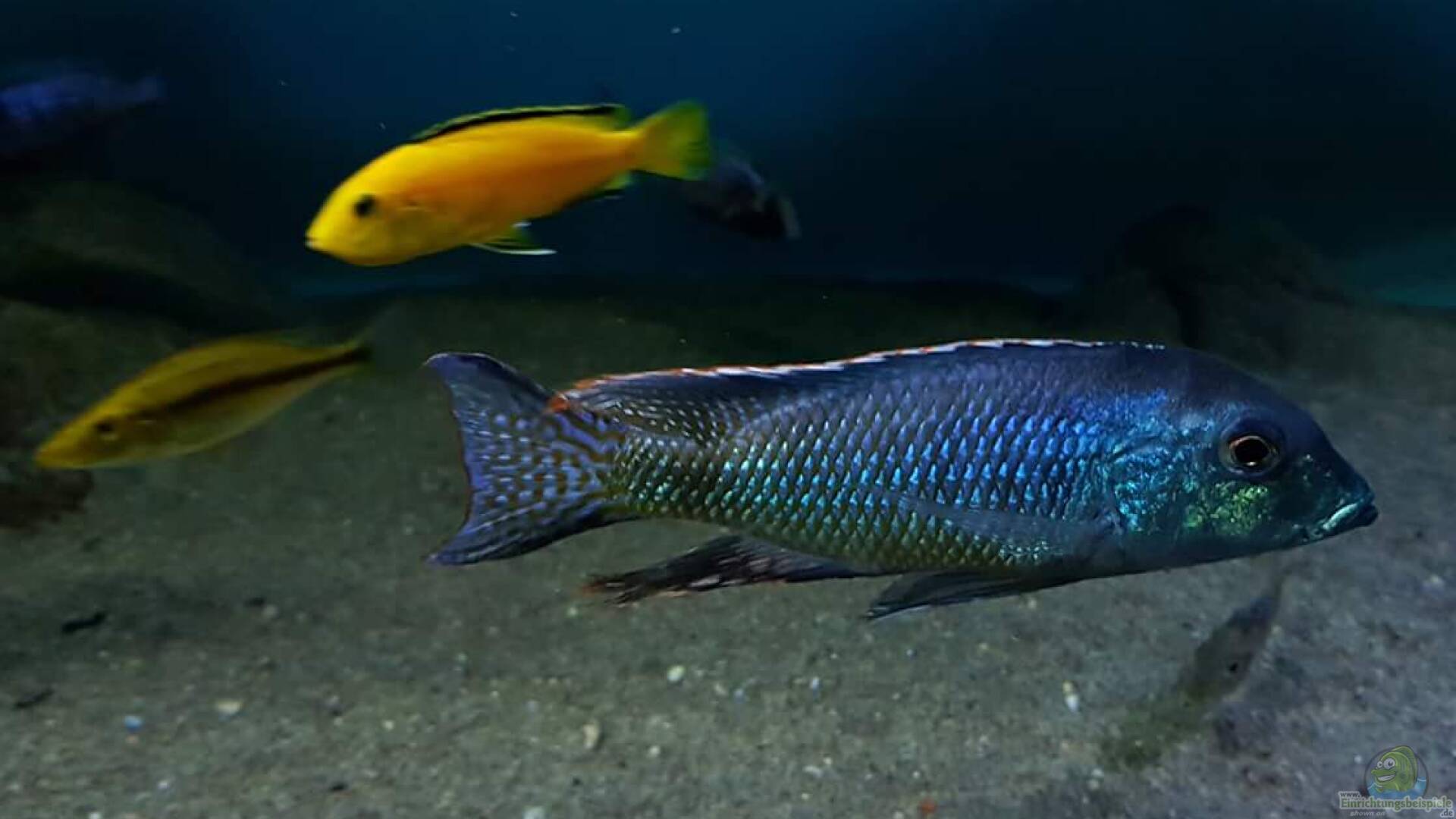 Lethrinops leptodon Alle wichtigen Infos