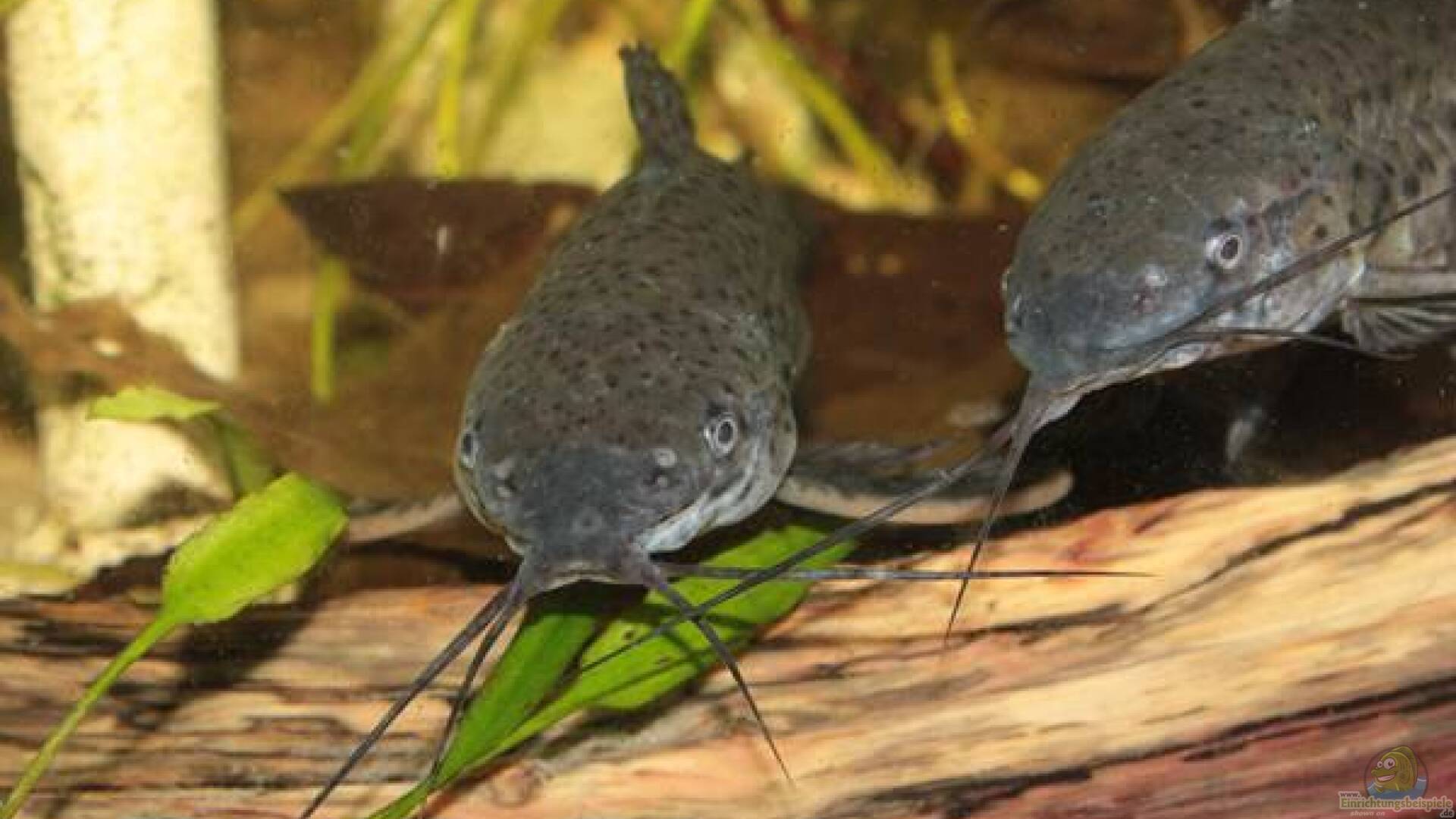 Megalechis Thoracata Schwielenwels Alle Infos Megalechis Thoracata Schwielenwels Alle Infos