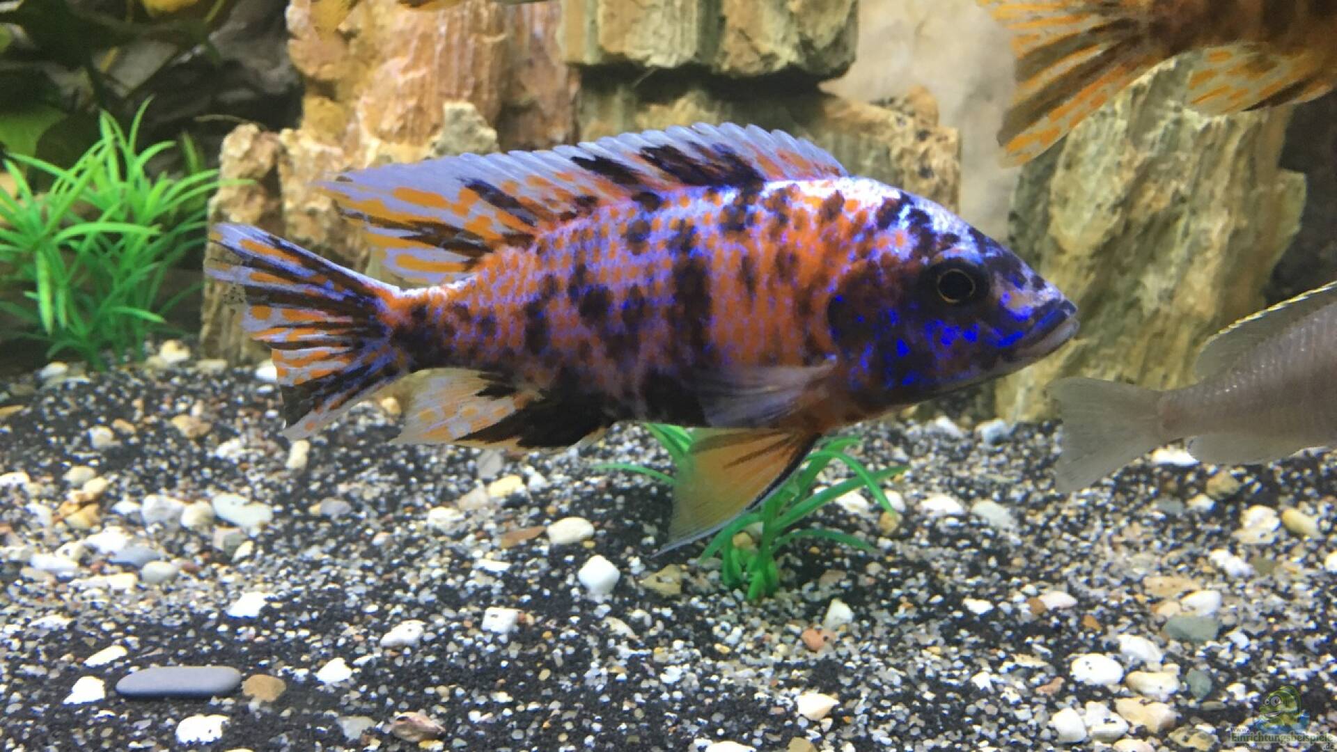 Aulonocara marmelade cat Alle wichtigen Infos