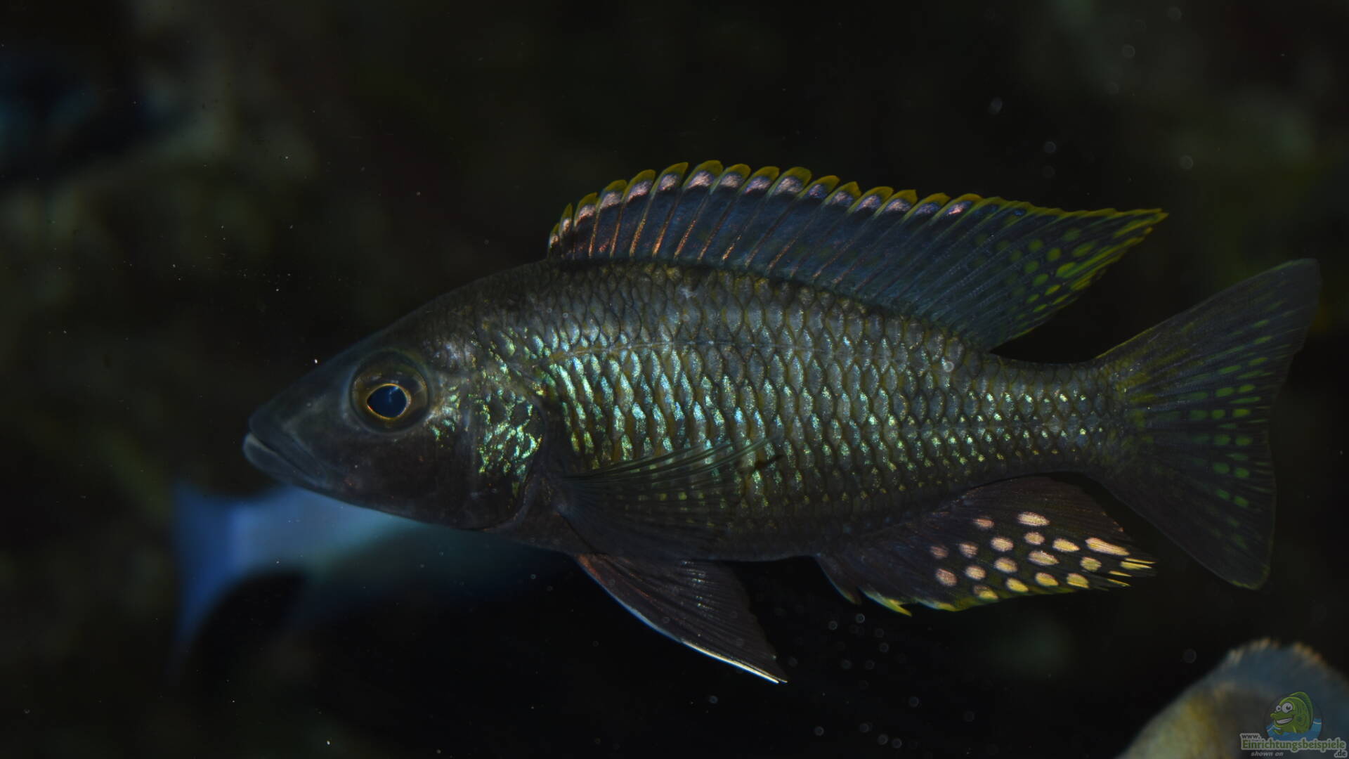 Stigmatochromis melanchros Stigmatochromis sp. tolae