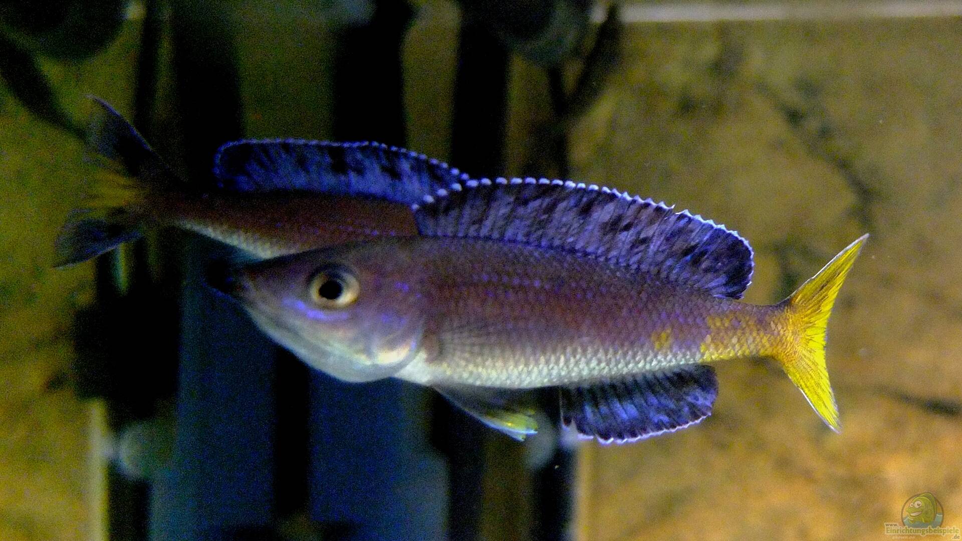 Cyprichromis leptosoma Blauer Heringscichlide