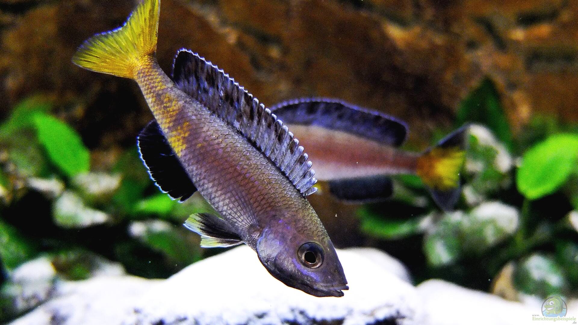 Cyprichromis leptosoma Blauer Heringscichlide
