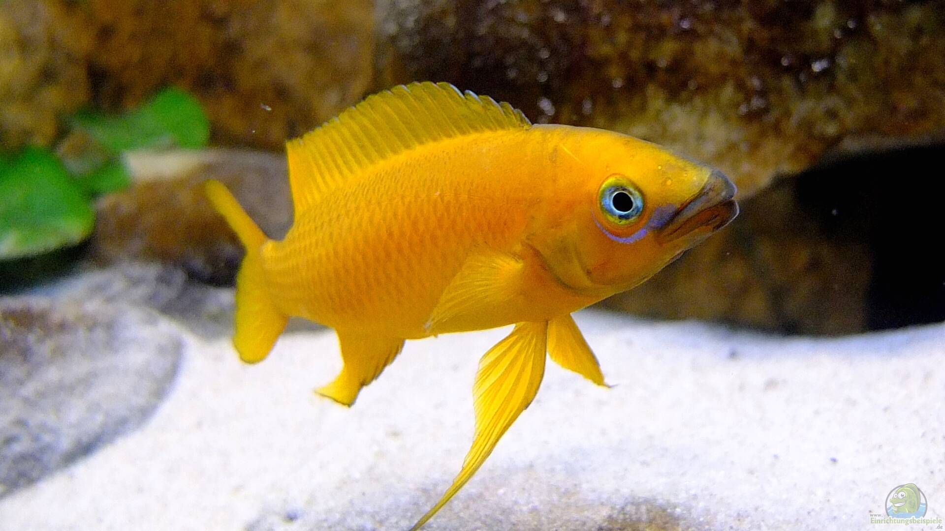 Neolamprologus leleupi TanganjikaGoldcichlide