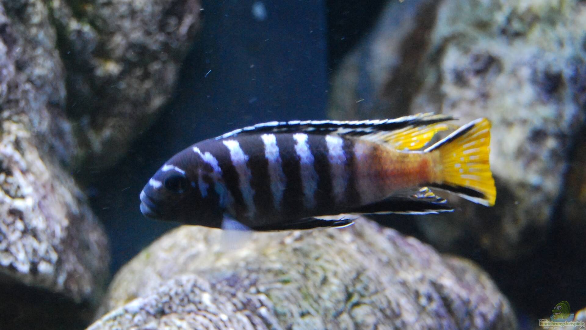 Pseudotropheus sp Blauer GelbflossenMaulbrüter