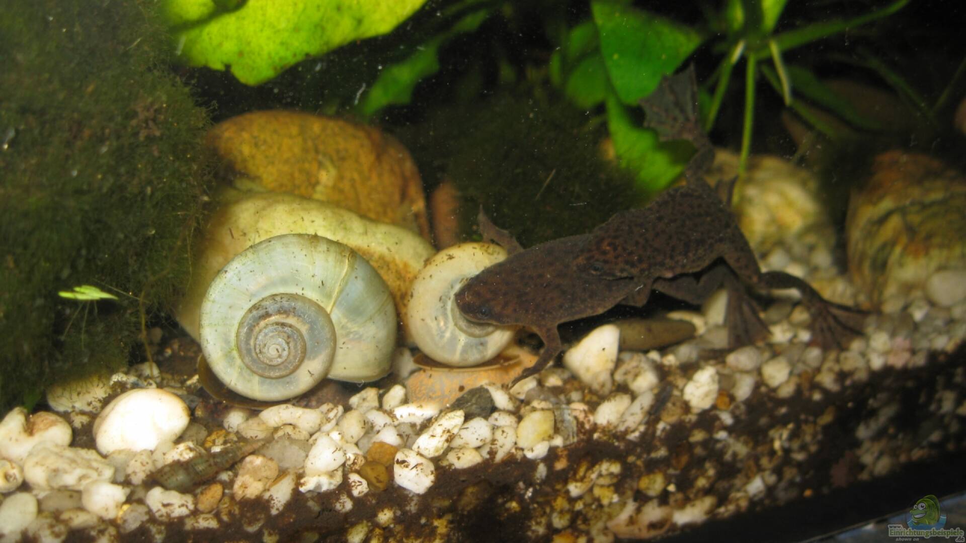 Ampullariidae Apfelschnecke Alle wichtigen Infos