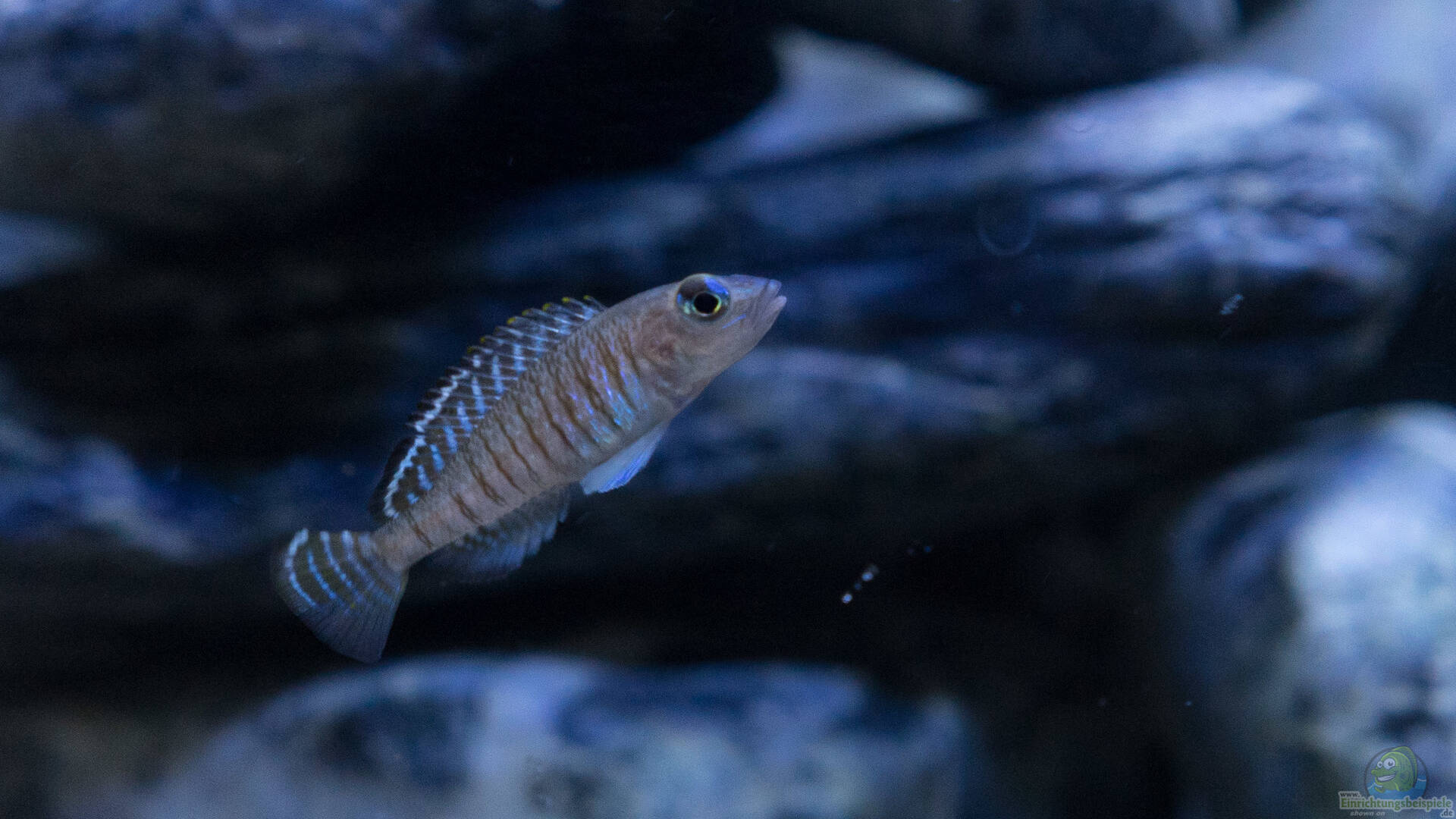 Signatus Fish Lamprologus Signatus