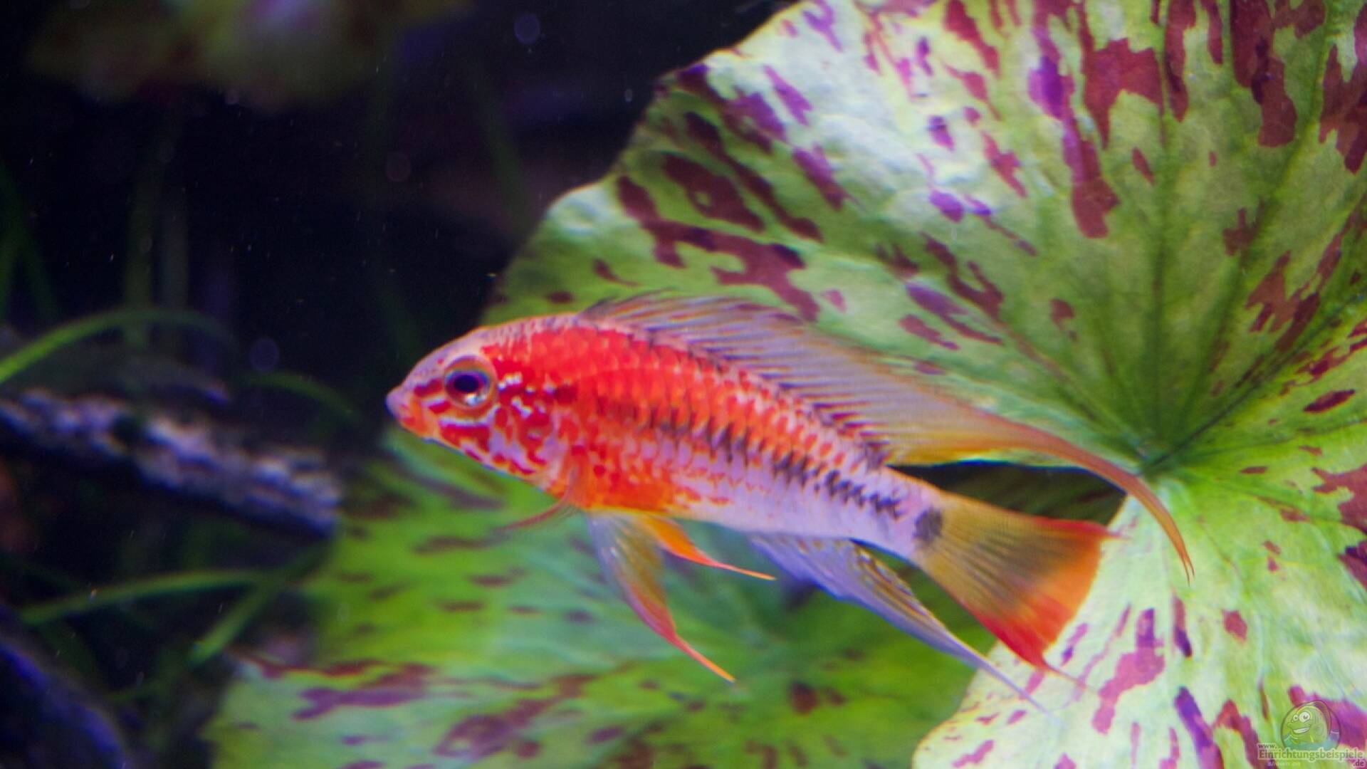 Apistogramma macmasteri Alle wichtigen Infos