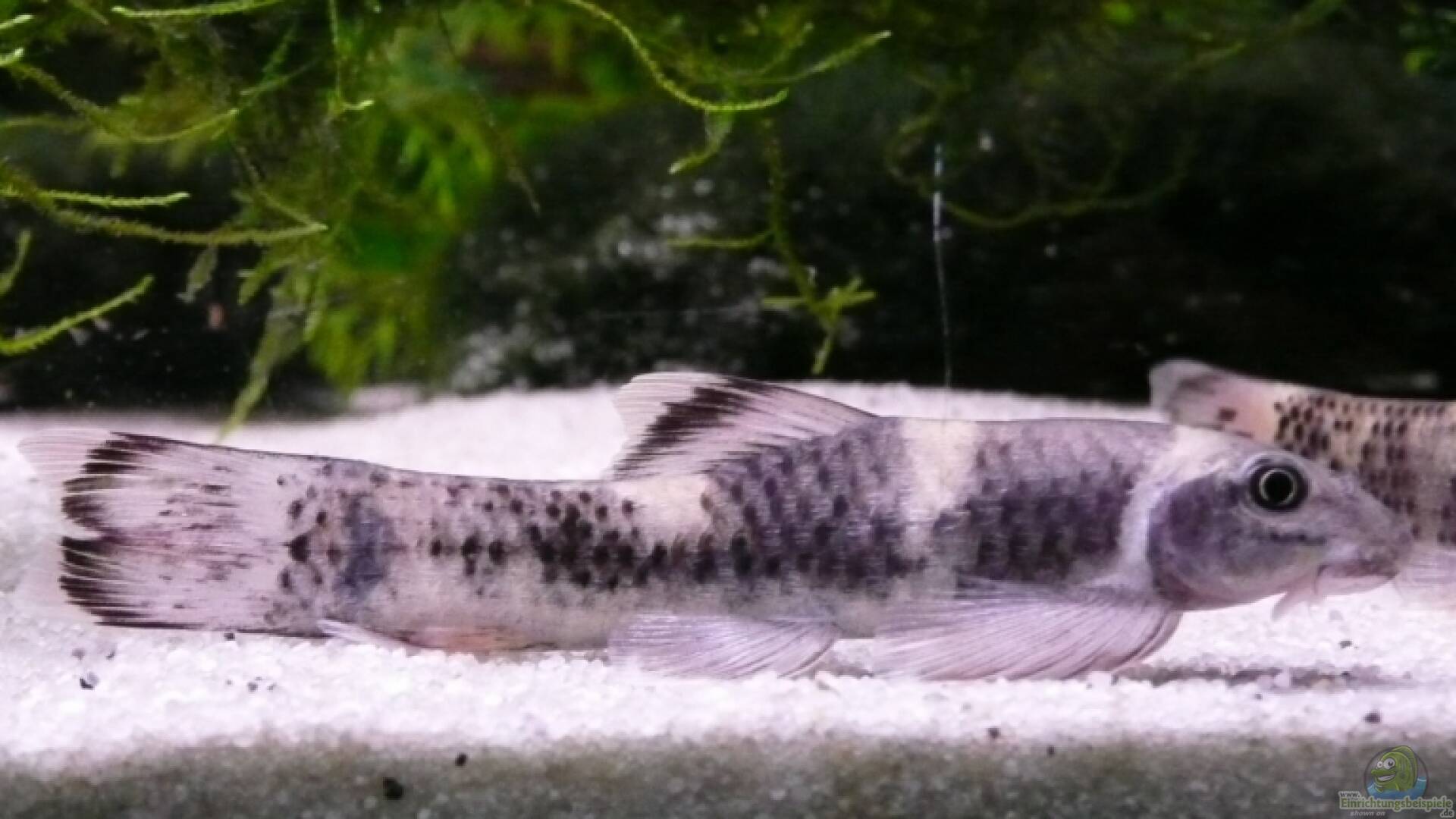 Garra flavatra Prachtalgenfresser Alle Infos