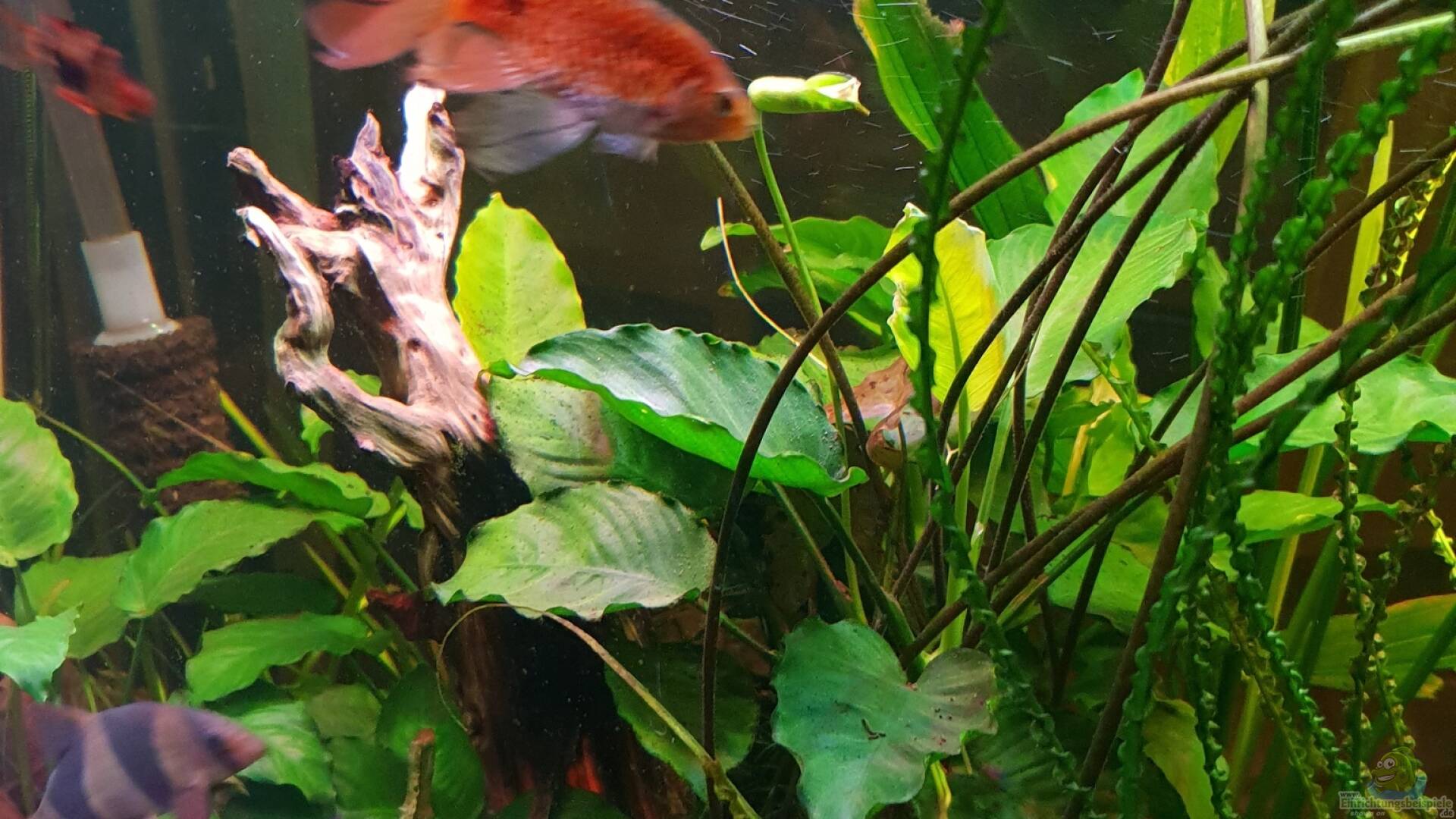 Bärbling Barbe Alle wichtigen Infos