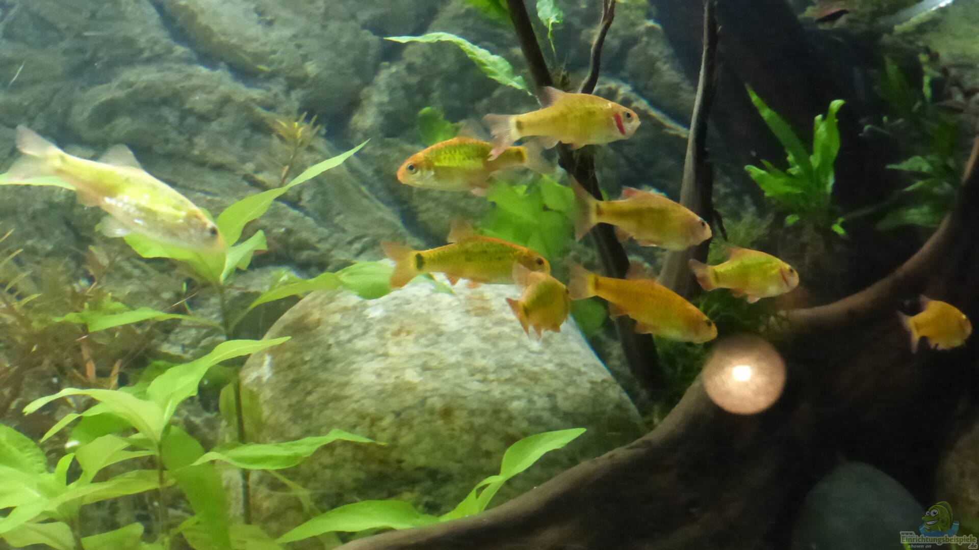 Barbus fasciolatus Blaustrichbarbe Alle Infos