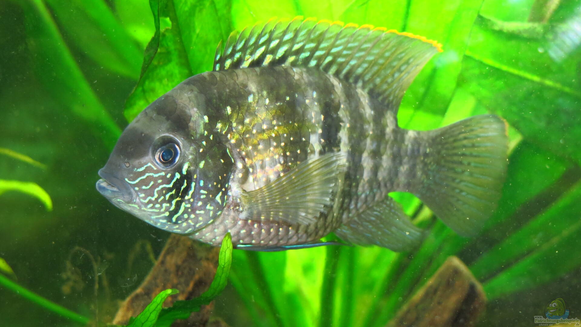 Aequidens pulcher BlaupunktBuntbarsch Alle Infos