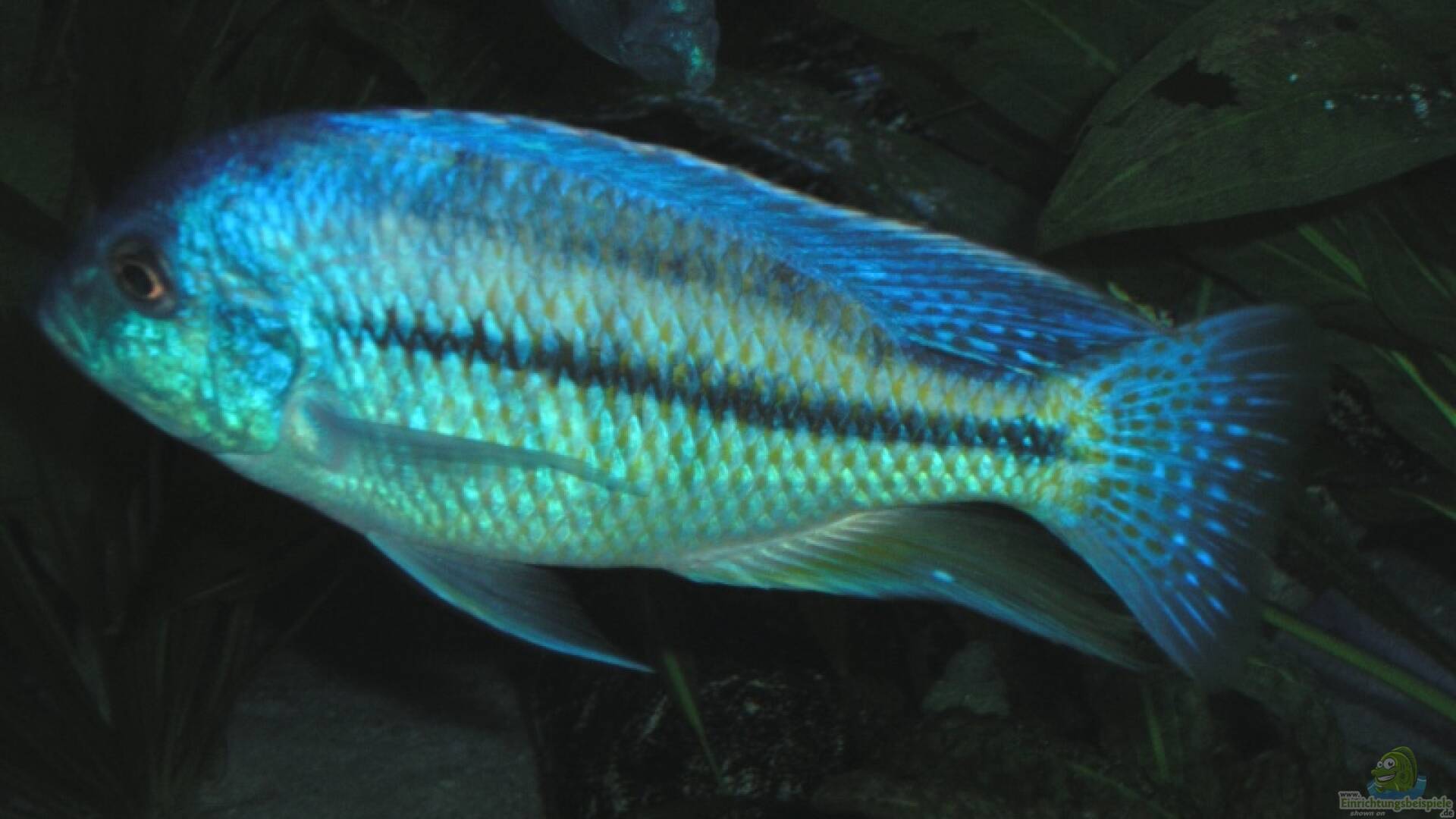 Chilotilapia rhoadesii Alle wichtigen Infos