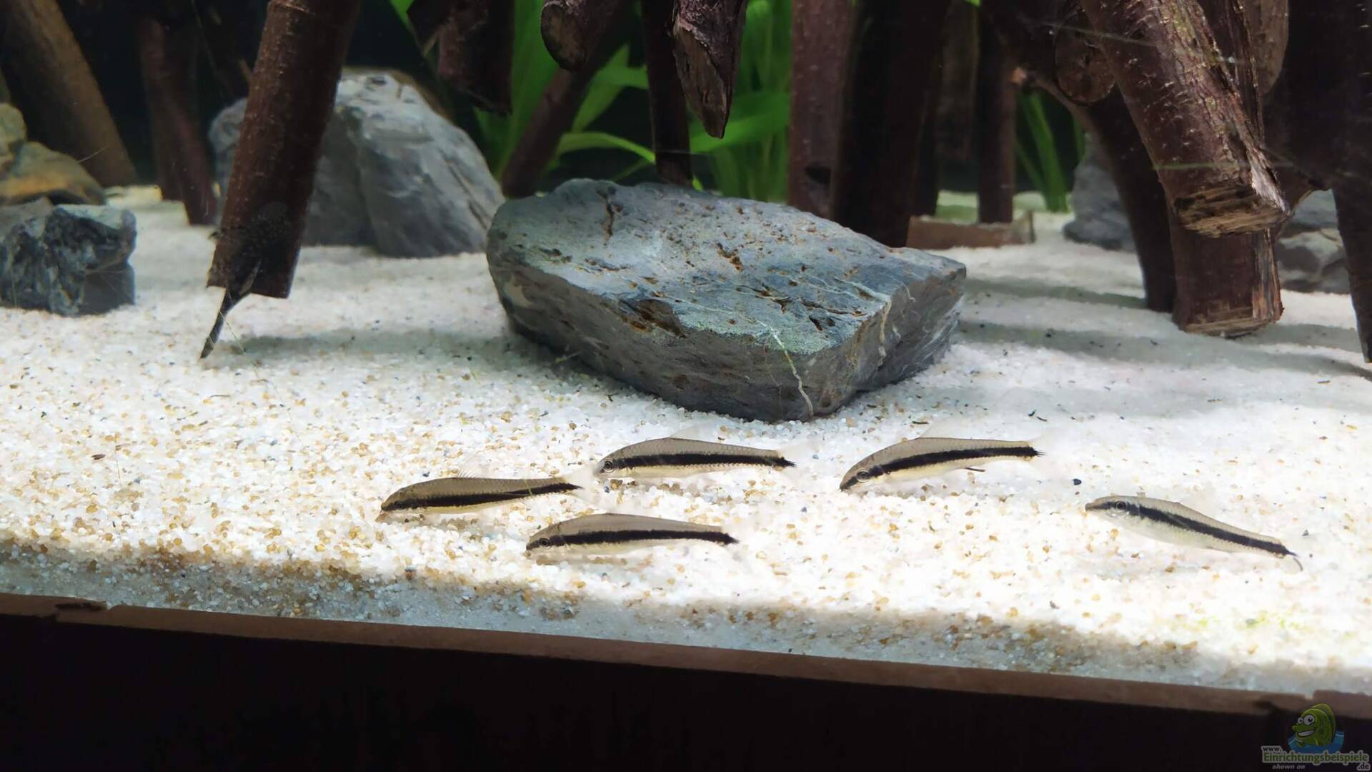 Schwarmfische - Schwarmfisch: Alle wichtigen Infos