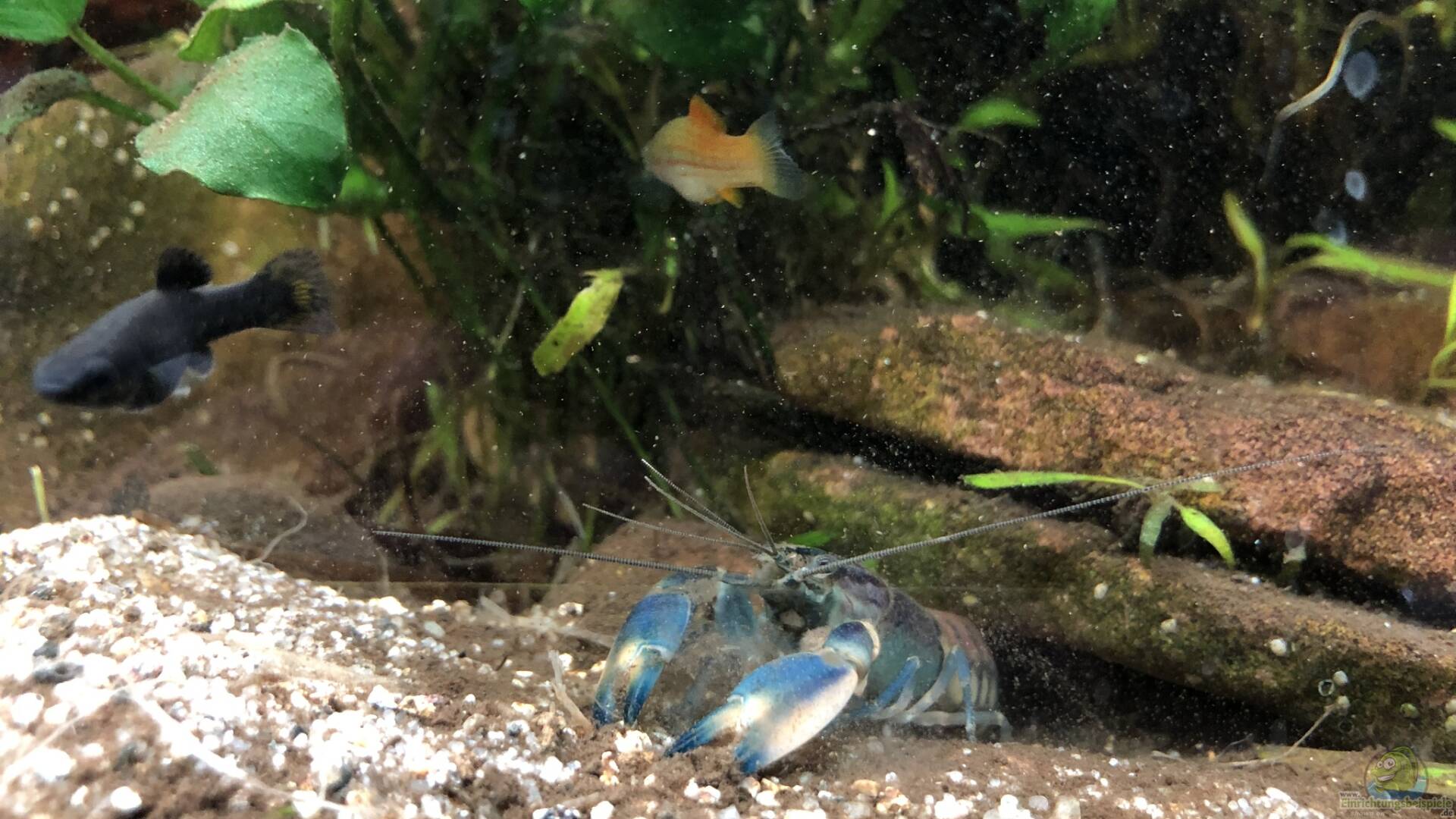 Aquarium de ibaloo : eternia le stalag de cherax pulcher