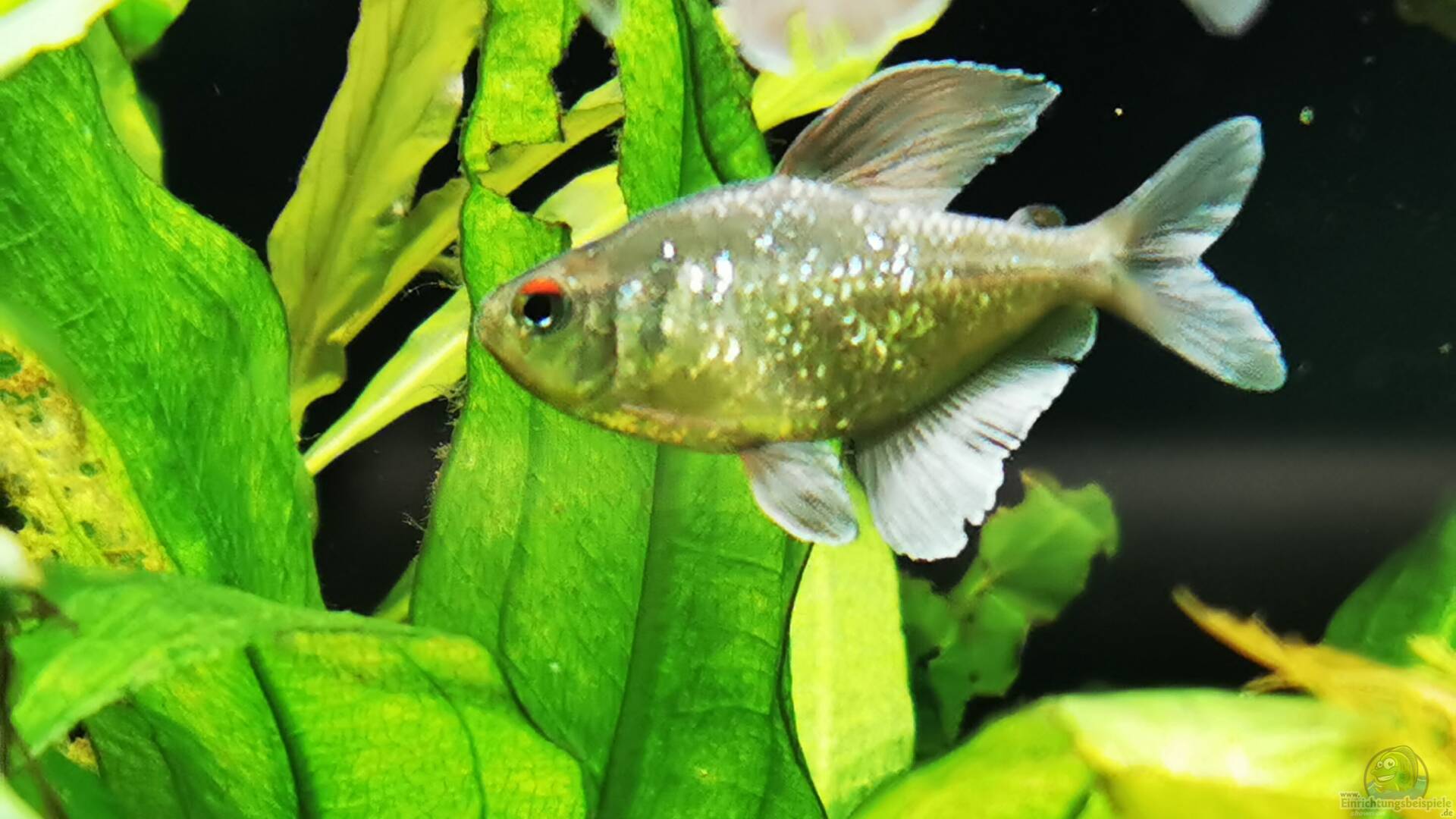 Moenkhausia Alle wichtigen Infos