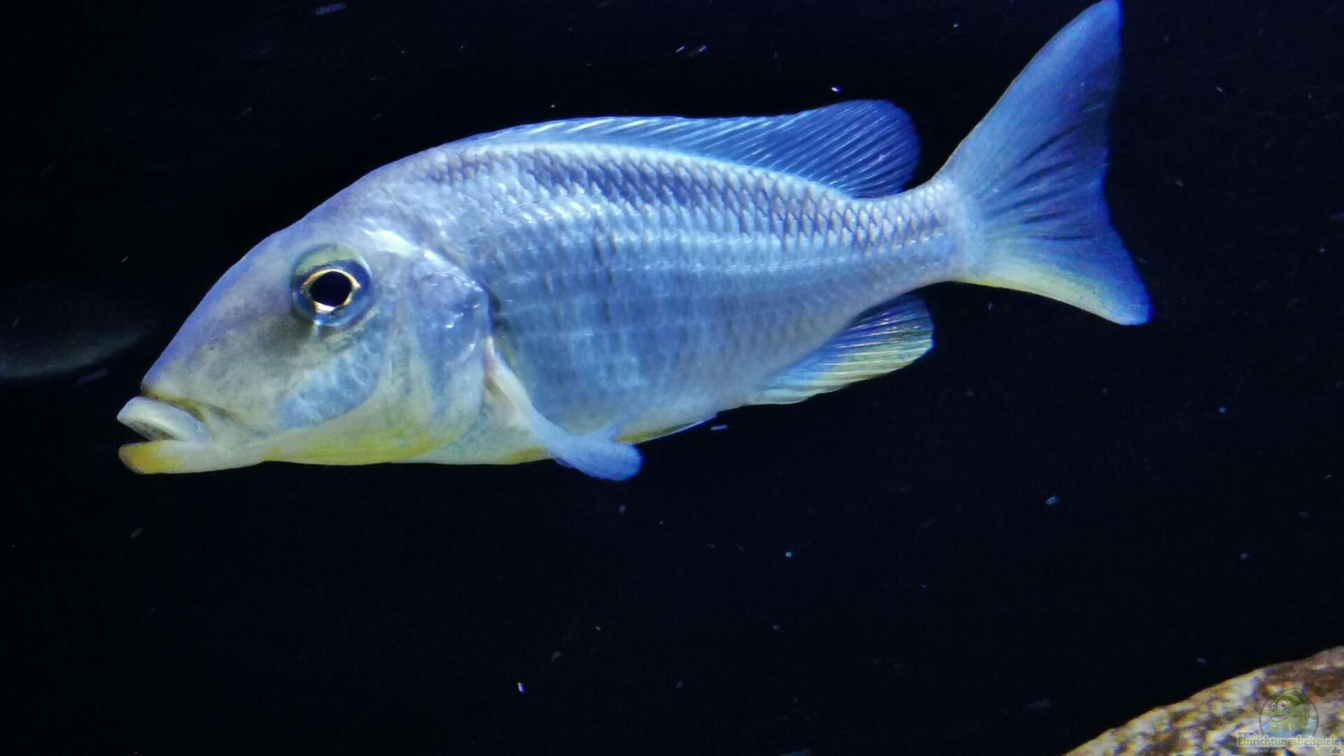 Taeniolethrinops furcicauda Alle wichtigen Infos