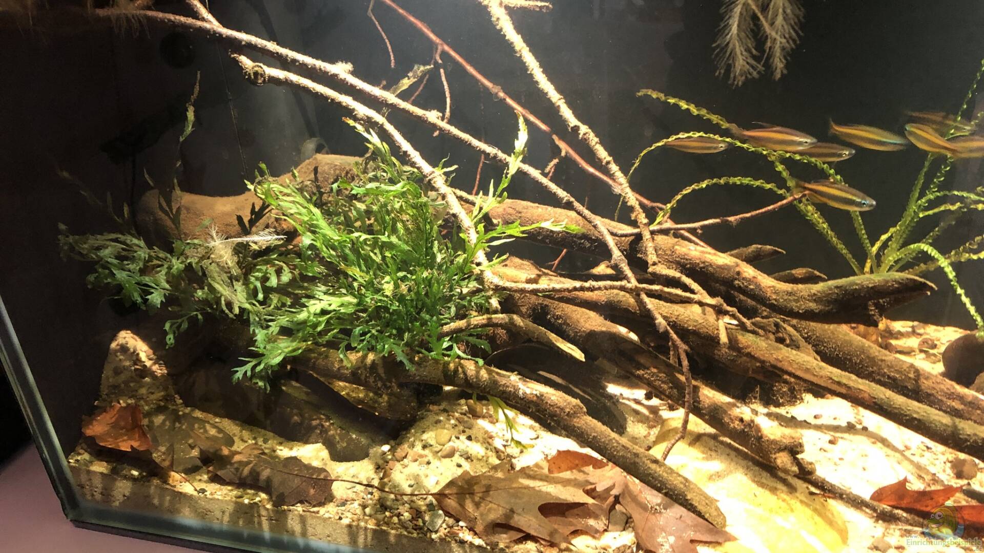 Talawa Wood Talawa Holz Alle wichtigen Infos