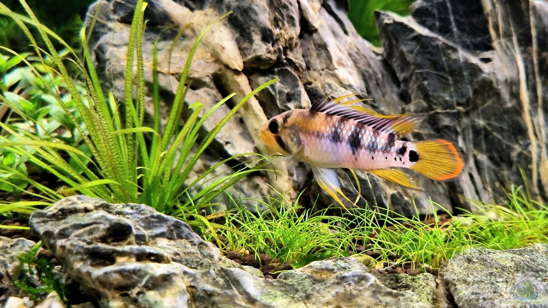 Apistogramma baenschi - Inka Zwergbuntbarsch