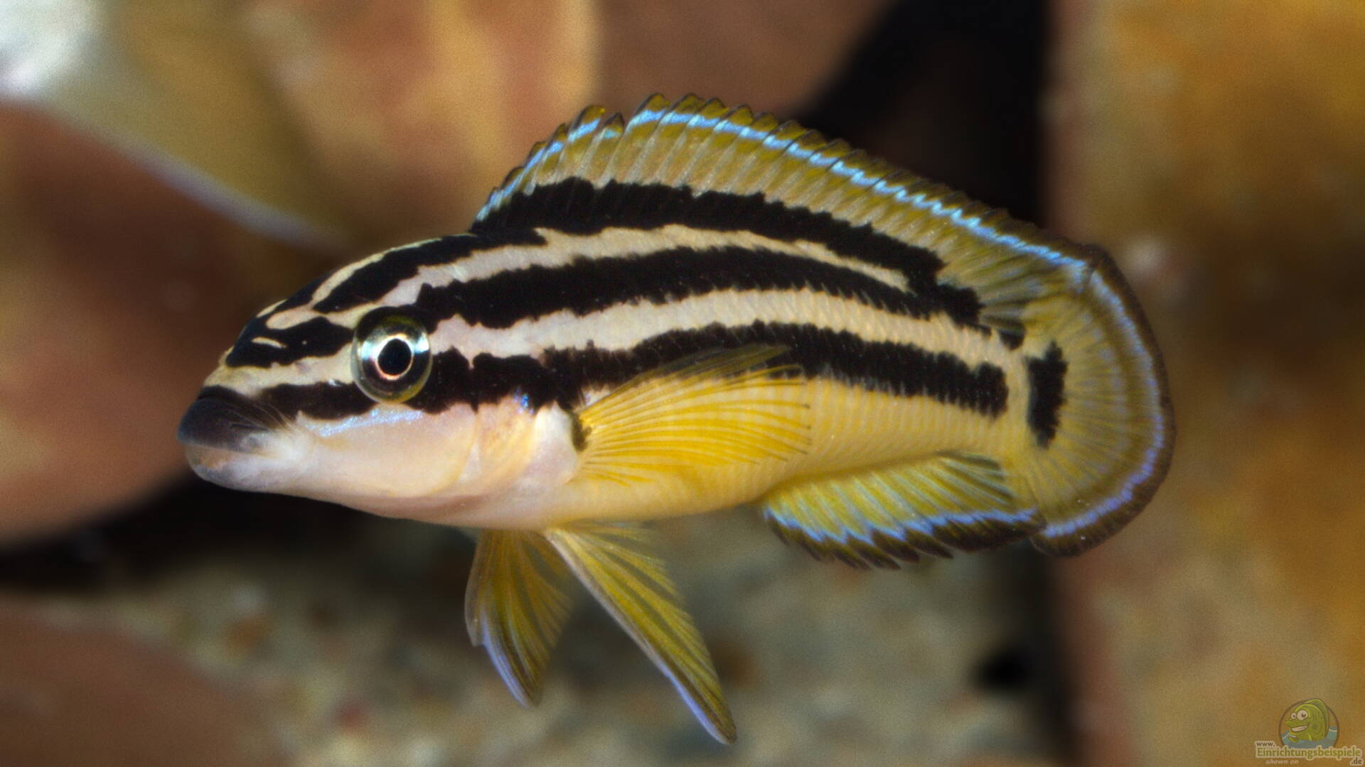 Julidochromis ornatus Gelber Schlankcichlide