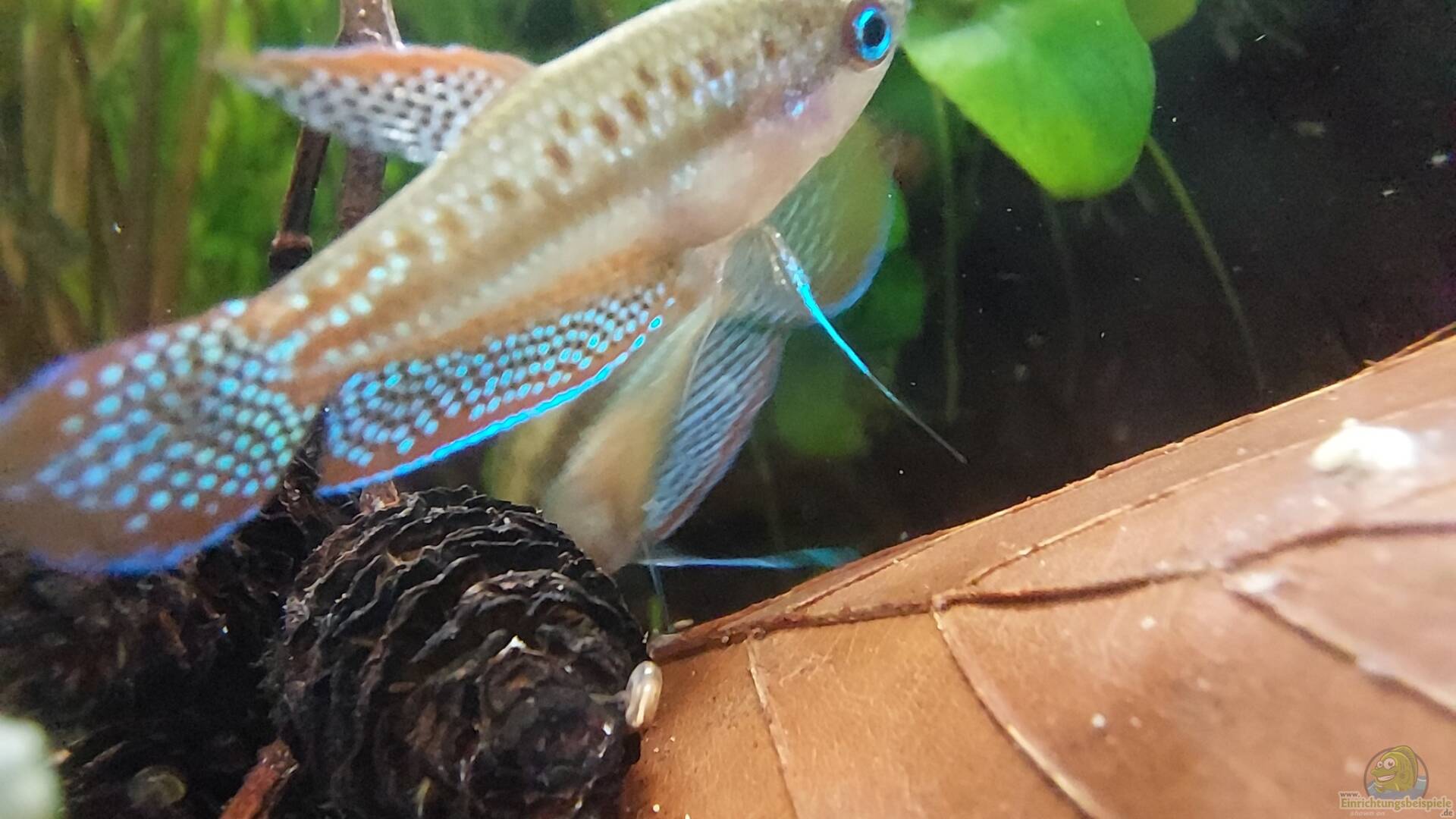 Trichopsis vittata Knurrender Gurami Alle Infos