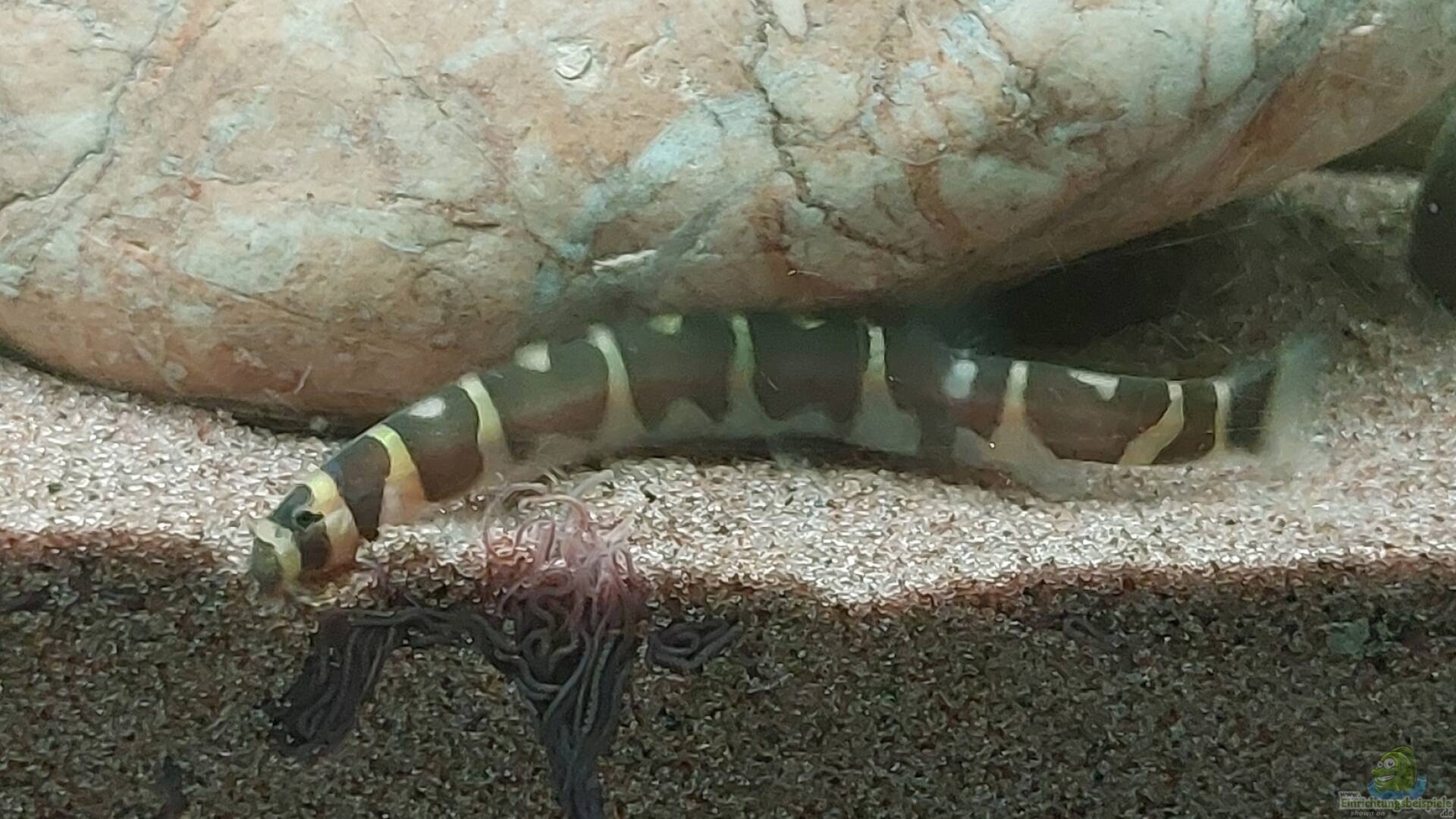 Pangio myersi Alle wichtigen Infos