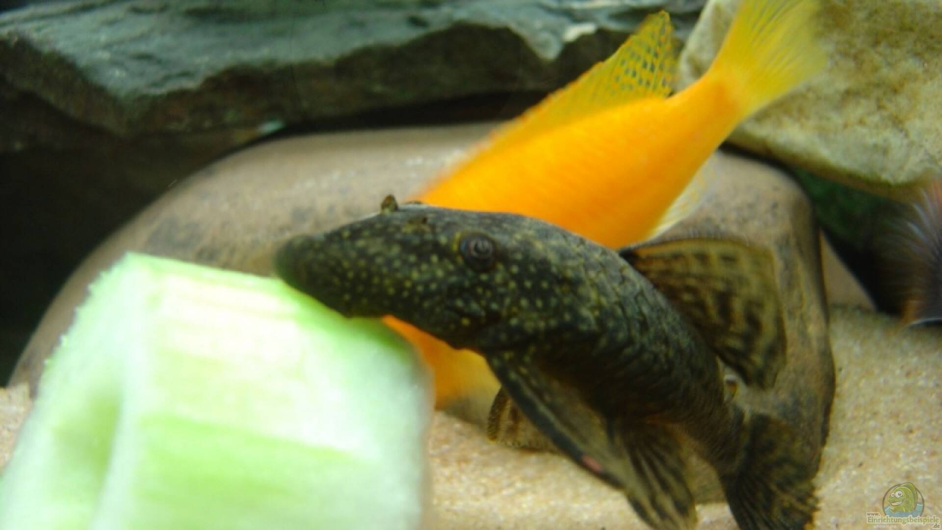 Welse Alle wichtigen Infos Einrichtungsbeispiele