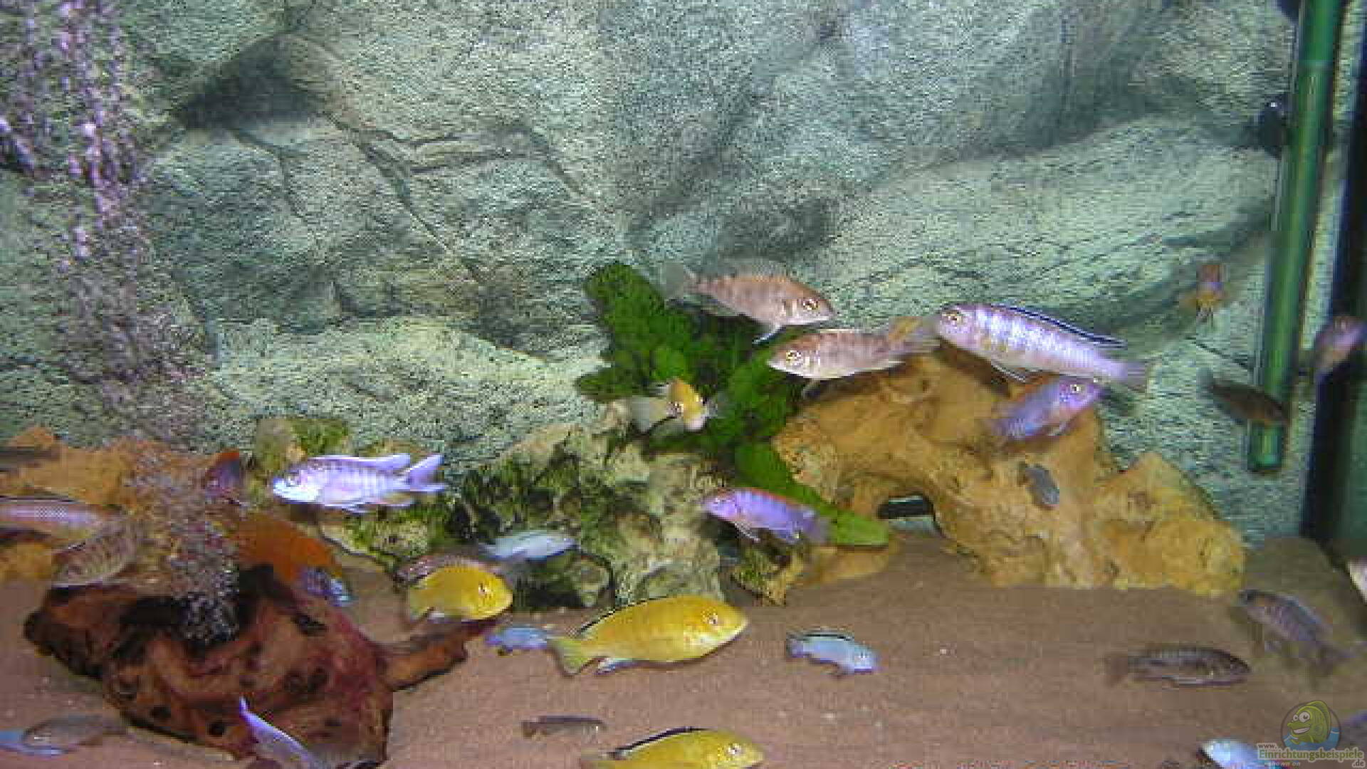 Ein Malawi Aquarium einrichten Einrichtungsbeispiele
