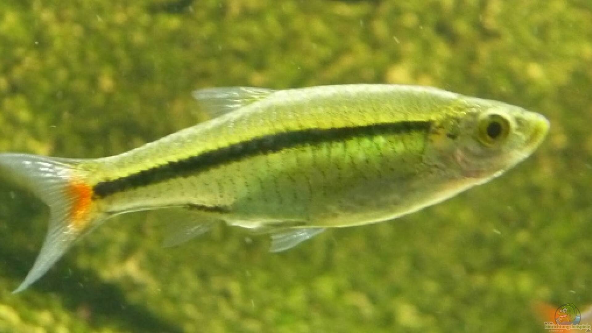 Rasbora borapetensis Rotschwanzbärbling Alle Infos