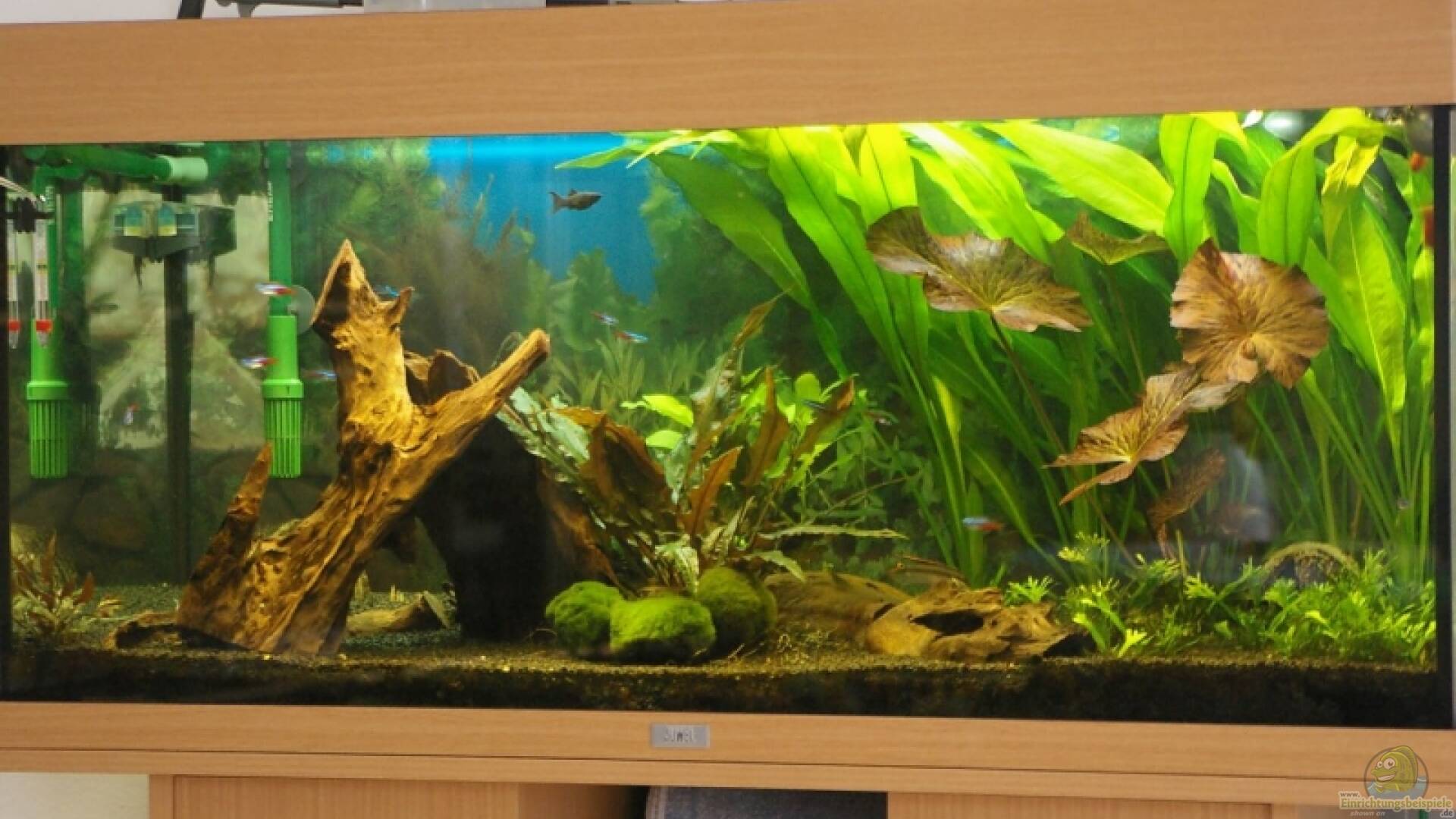 Juwel Rio Alle wichtigen Infos