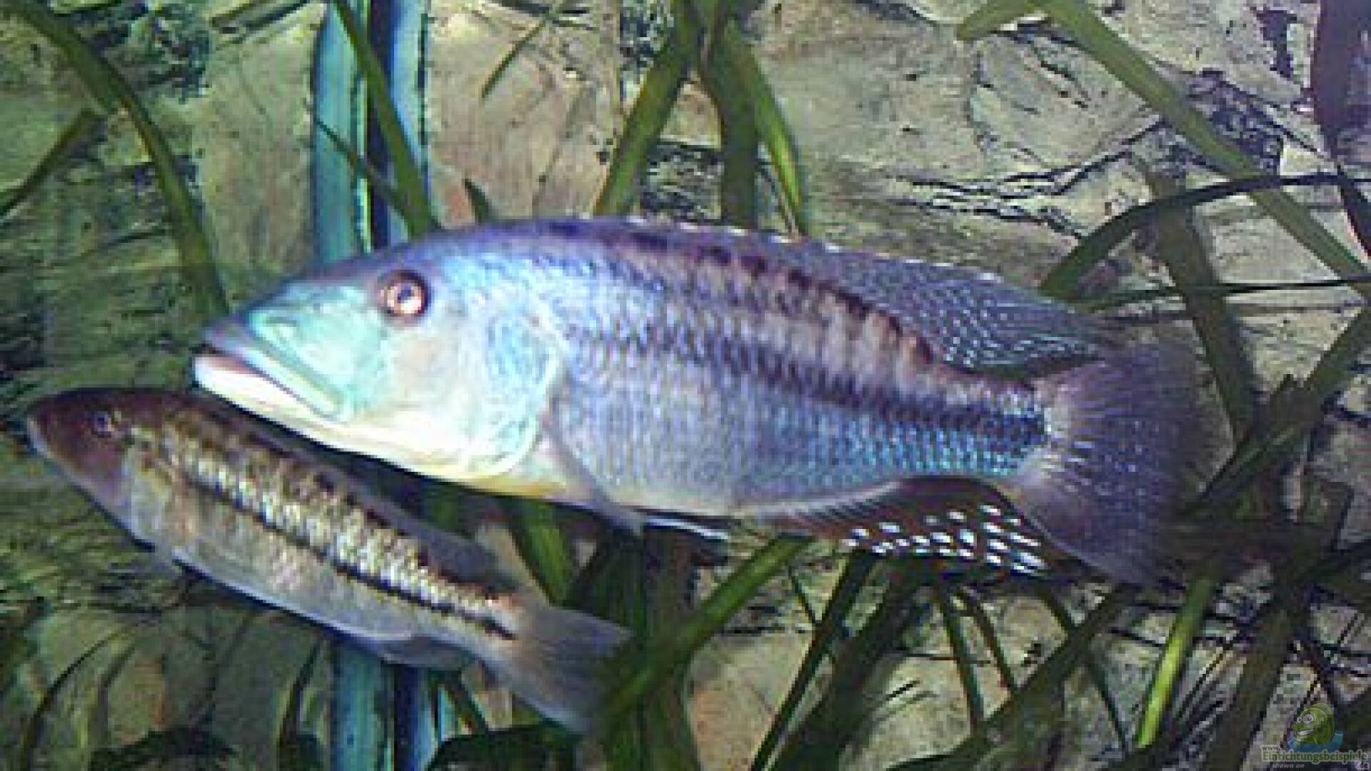 Tyrannochromis maculiceps Alle wichtigen Infos