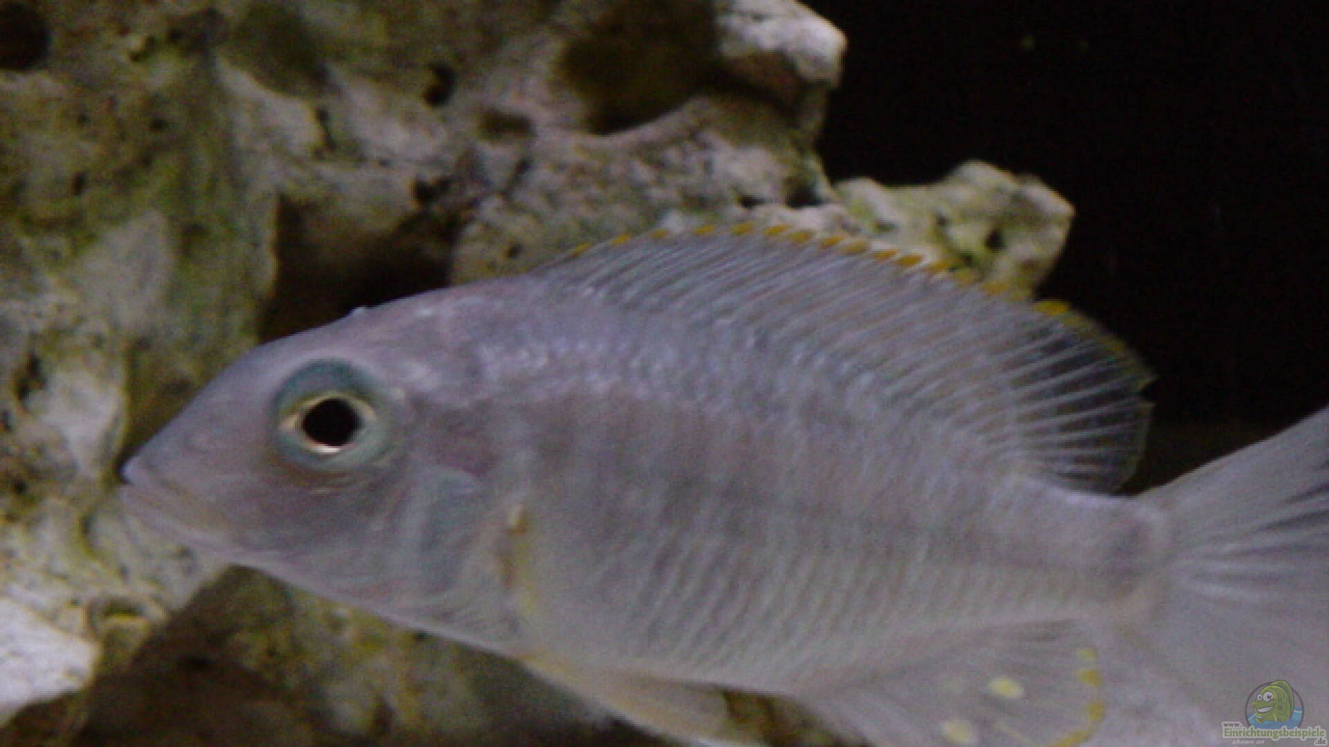 Lethrinops longipinnis