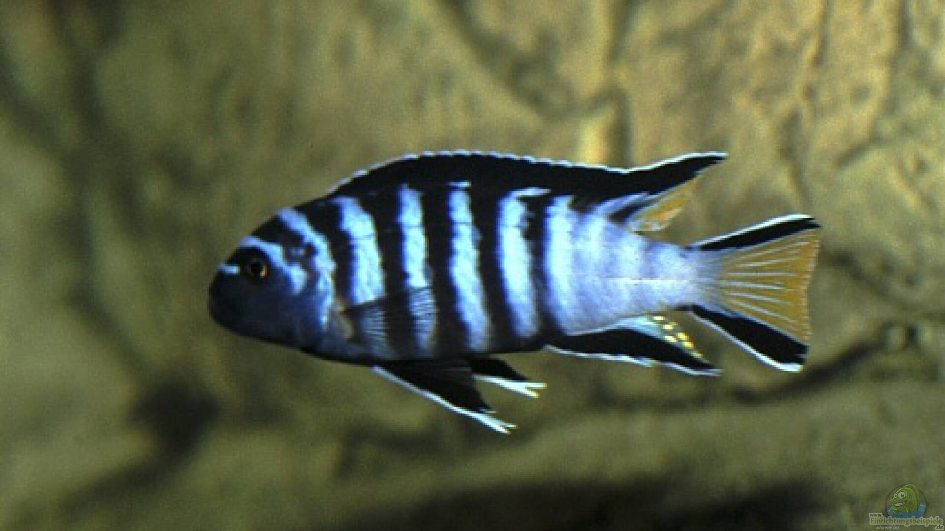 Pseudotropheus elongatus mpanga Alle wichtigen Infos