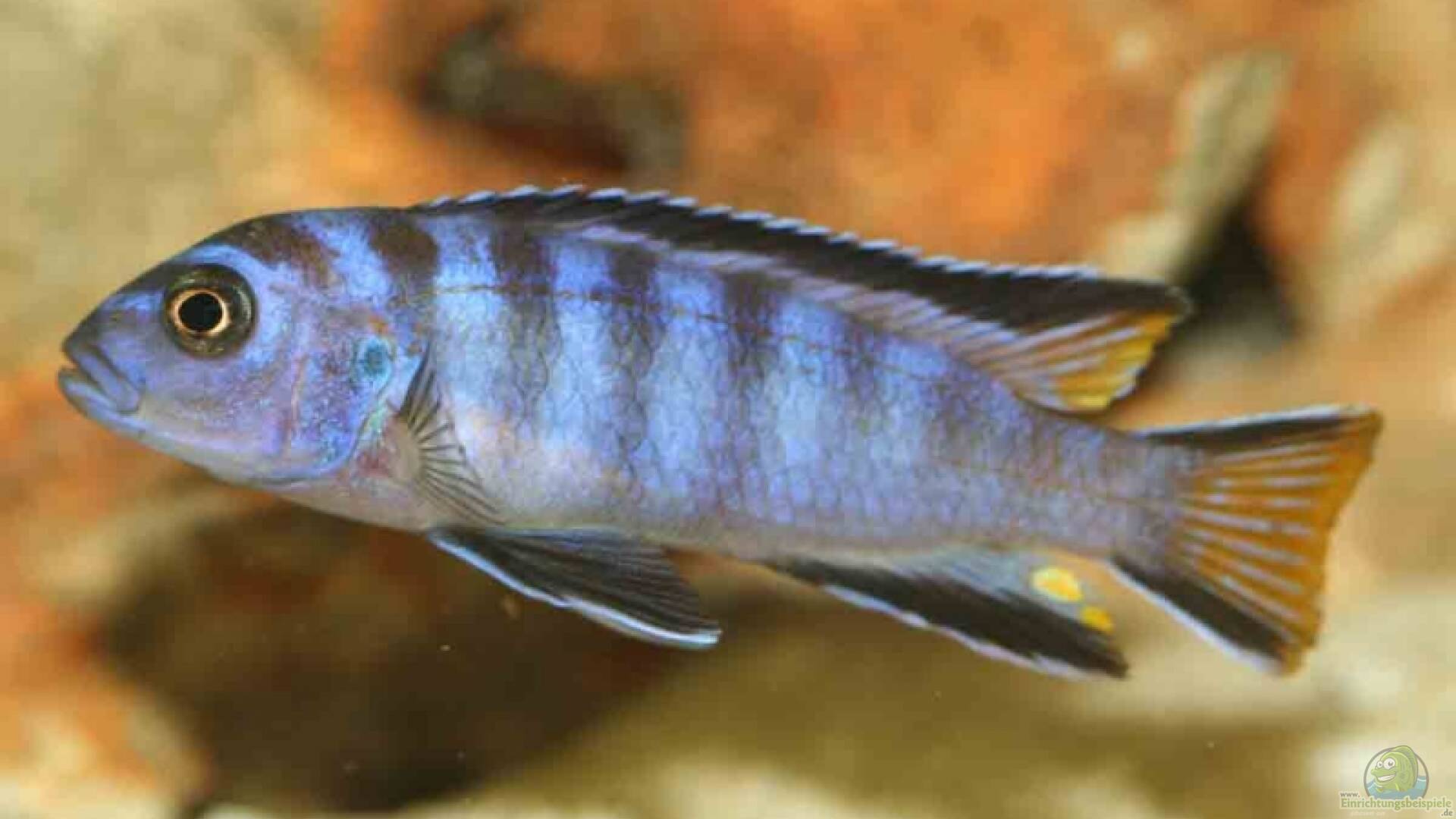 Pseudotropheus elongatus mpanga Alle wichtigen Infos