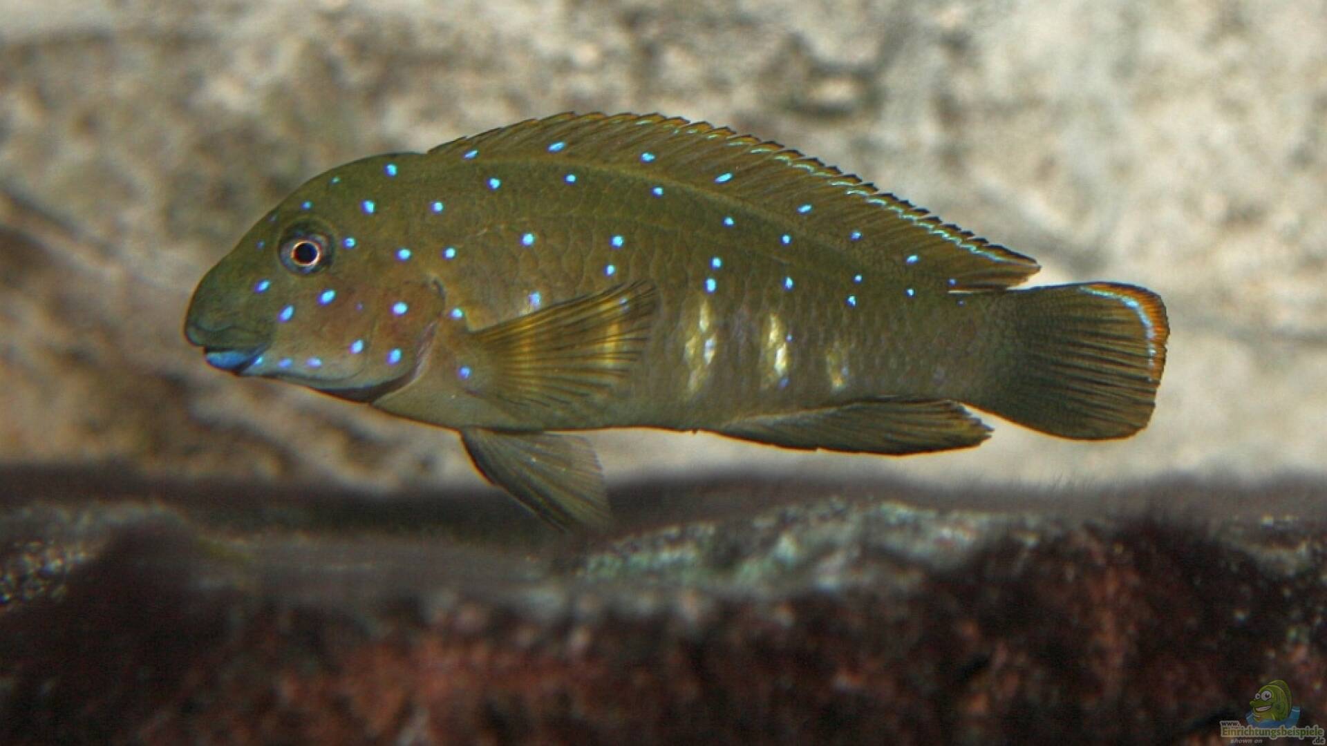 Eretmodus cyanostictus Gestreifter Grundelbuntbarsch