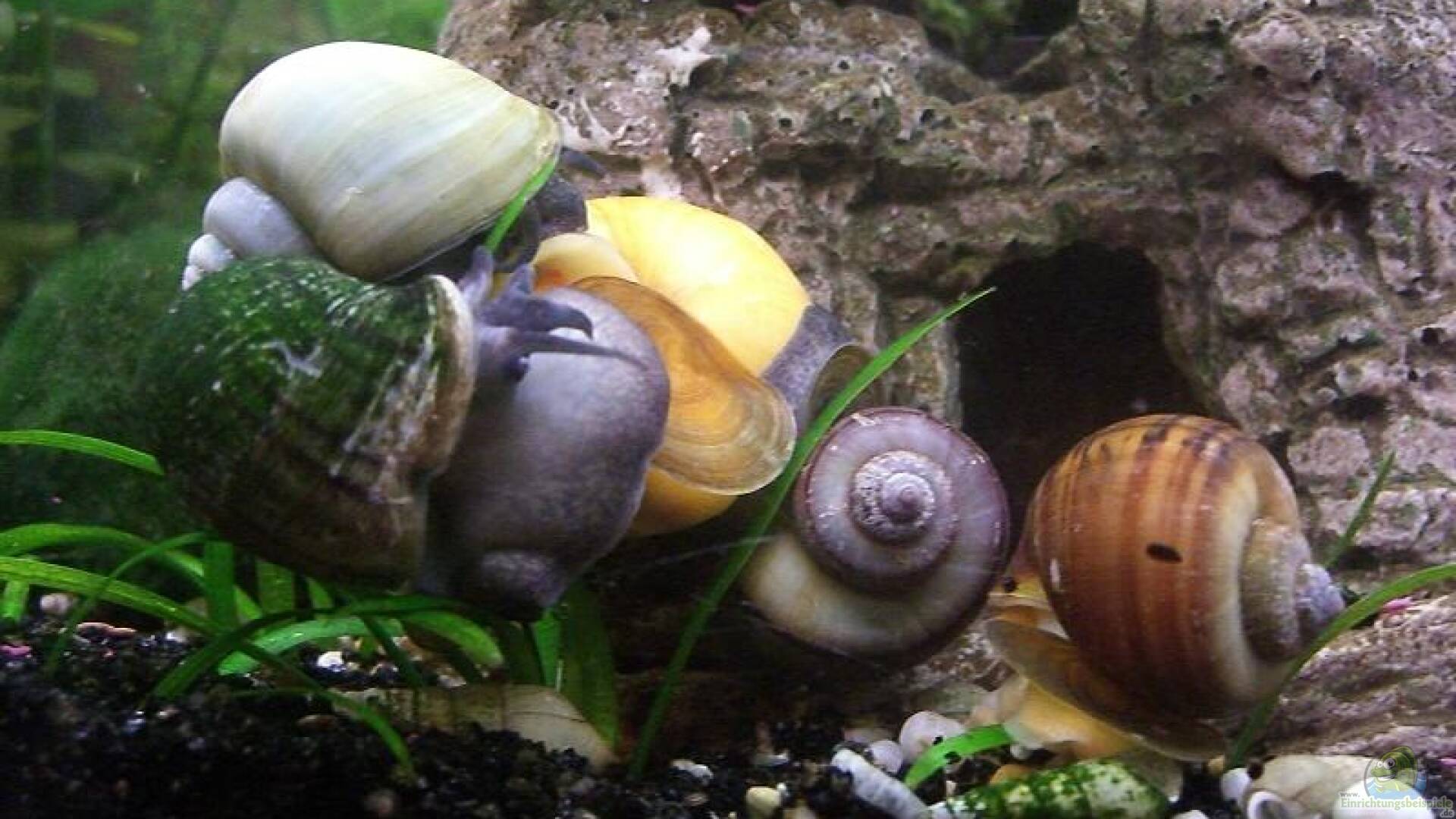 Ampullariidae Apfelschnecke Alle wichtigen Infos