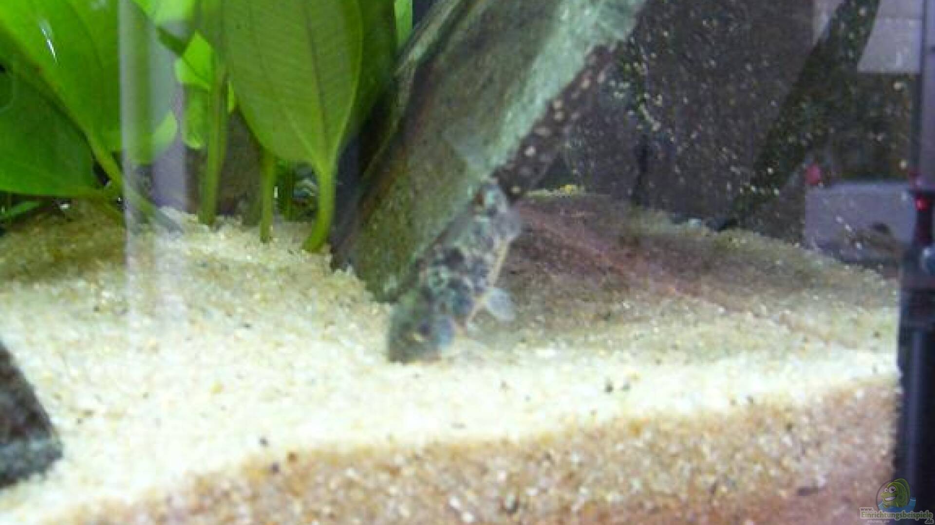 Sand Alle wichtigen Infos Einrichtungsbeispiele