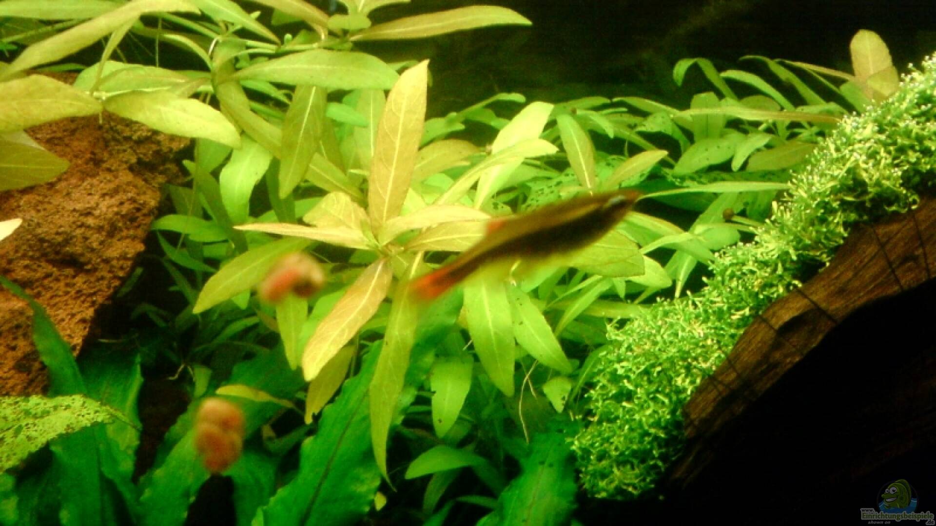 Tanichthys albonubes Kardinalfisch Alle Infos