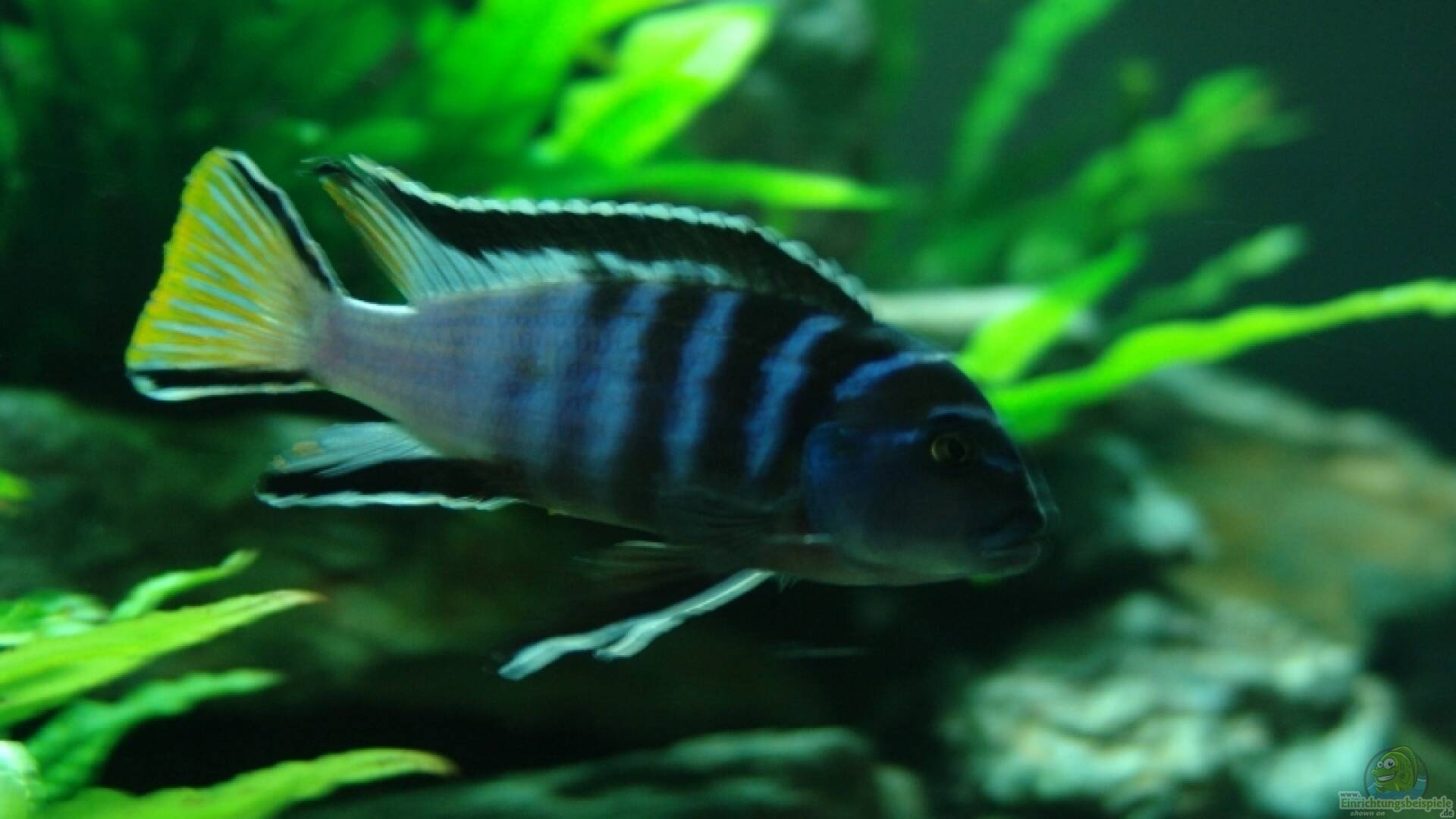 Pseudotropheus elongatus mpanga Alle wichtigen Infos