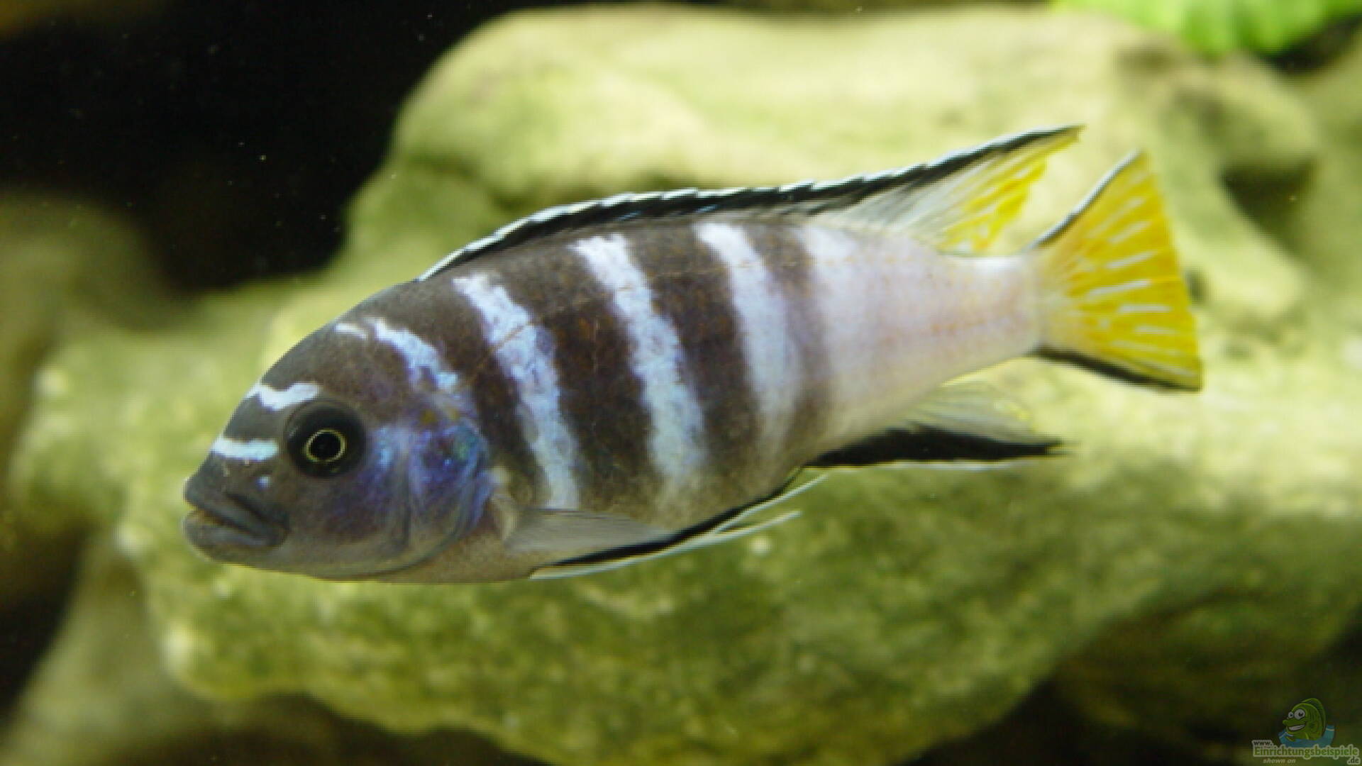 Pseudotropheus elongatus Schmalbarsch Alle Infos