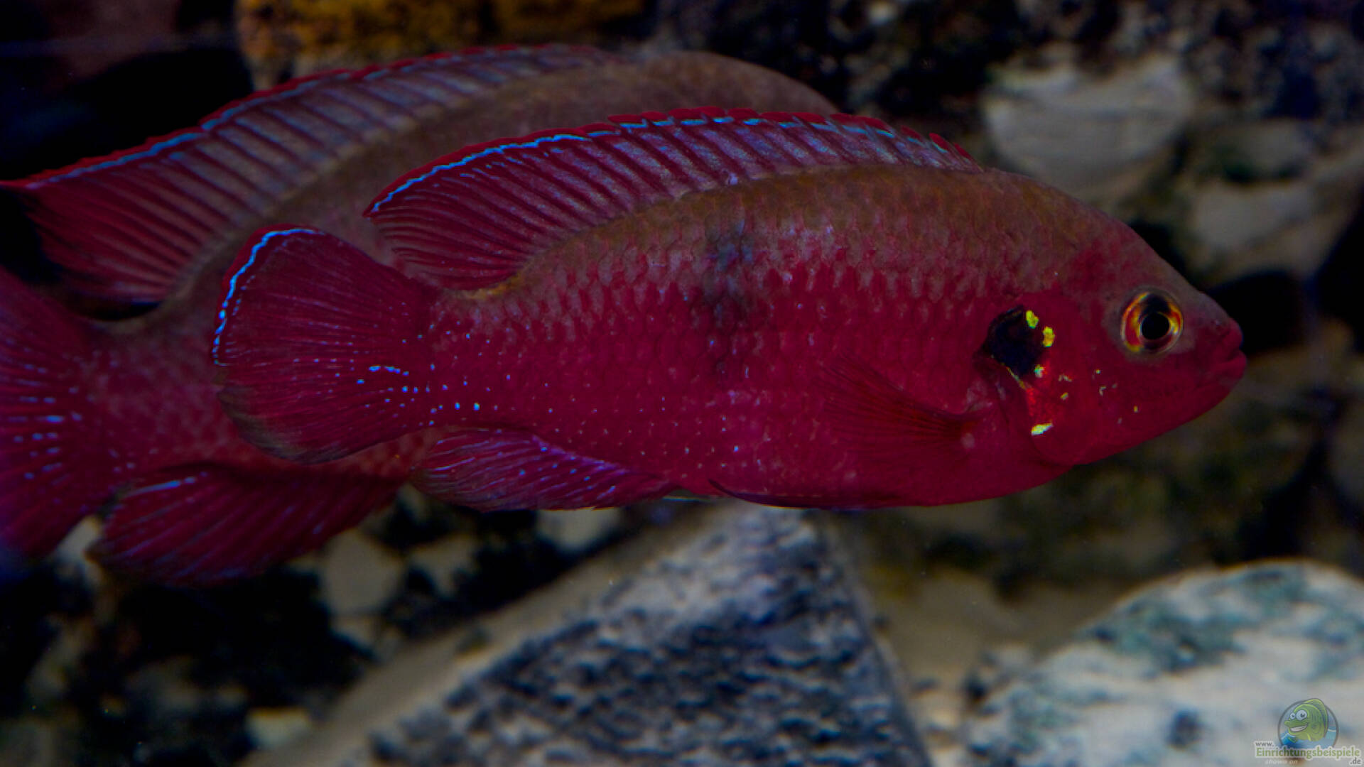 HemichromisArten Alle wichtigen Infos