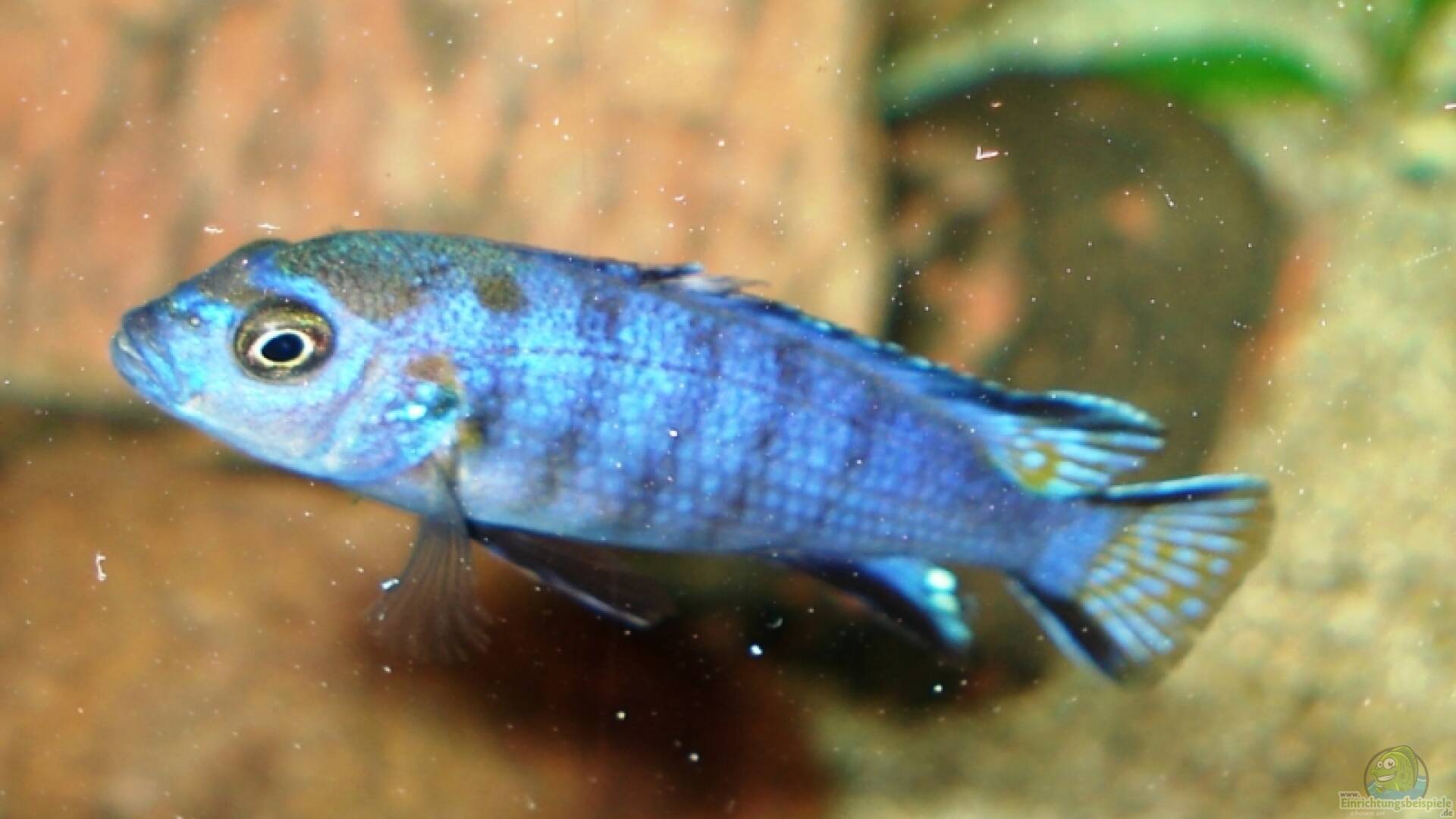 Pseudotropheus elongatus mpanga Alle wichtigen Infos