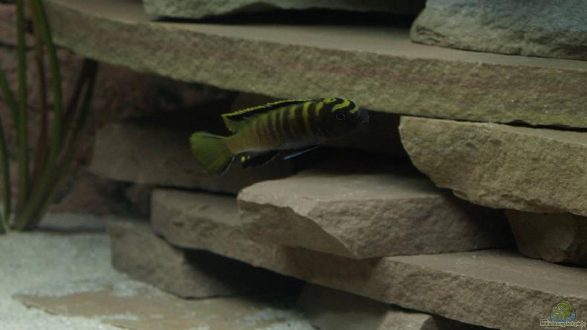 Pseudotropheus flavus Alle wichtigen Infos