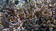 Acropora acuminata