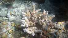 Acropora echinata