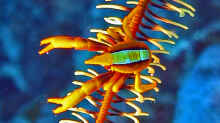 Allogalathea elegans