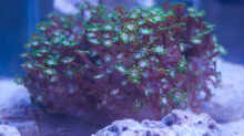 Alveopora spongiosa