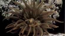 Anemonia melanaster