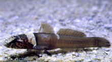 Chromogobius quadrivittatus