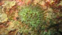 Cribrinopsis crassa