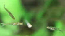 Danionella translucida
